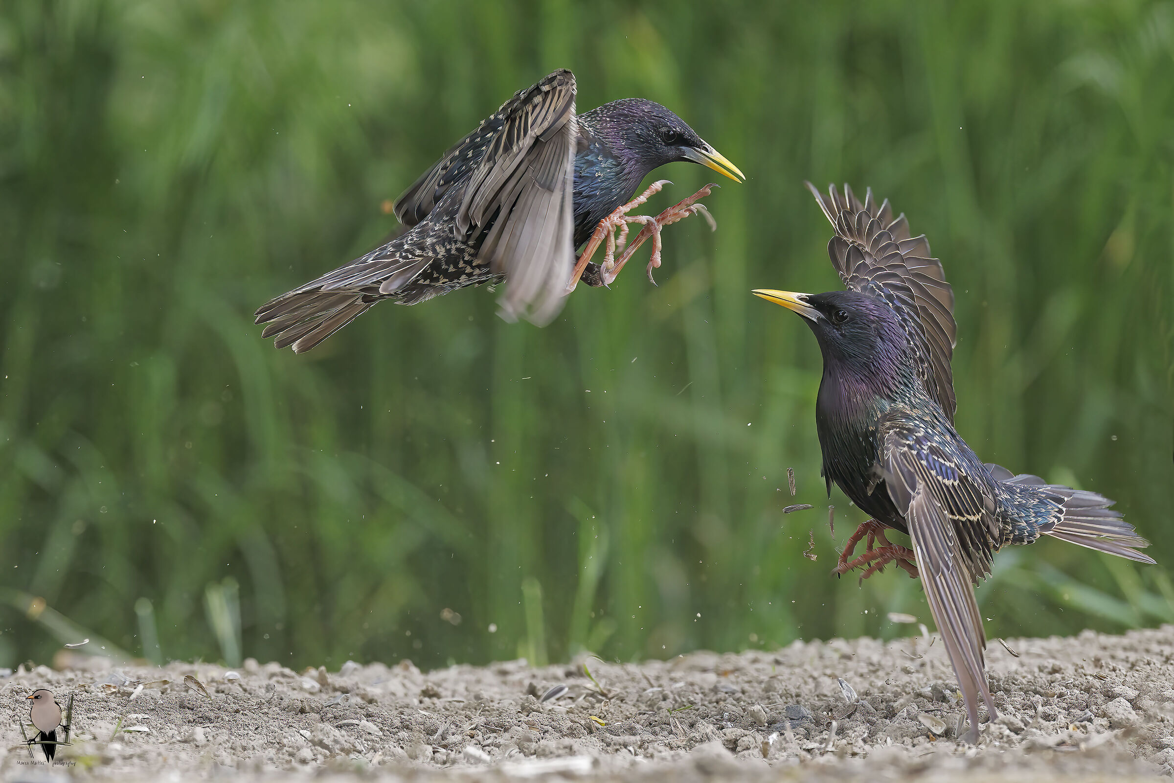 Fight between starlings...
