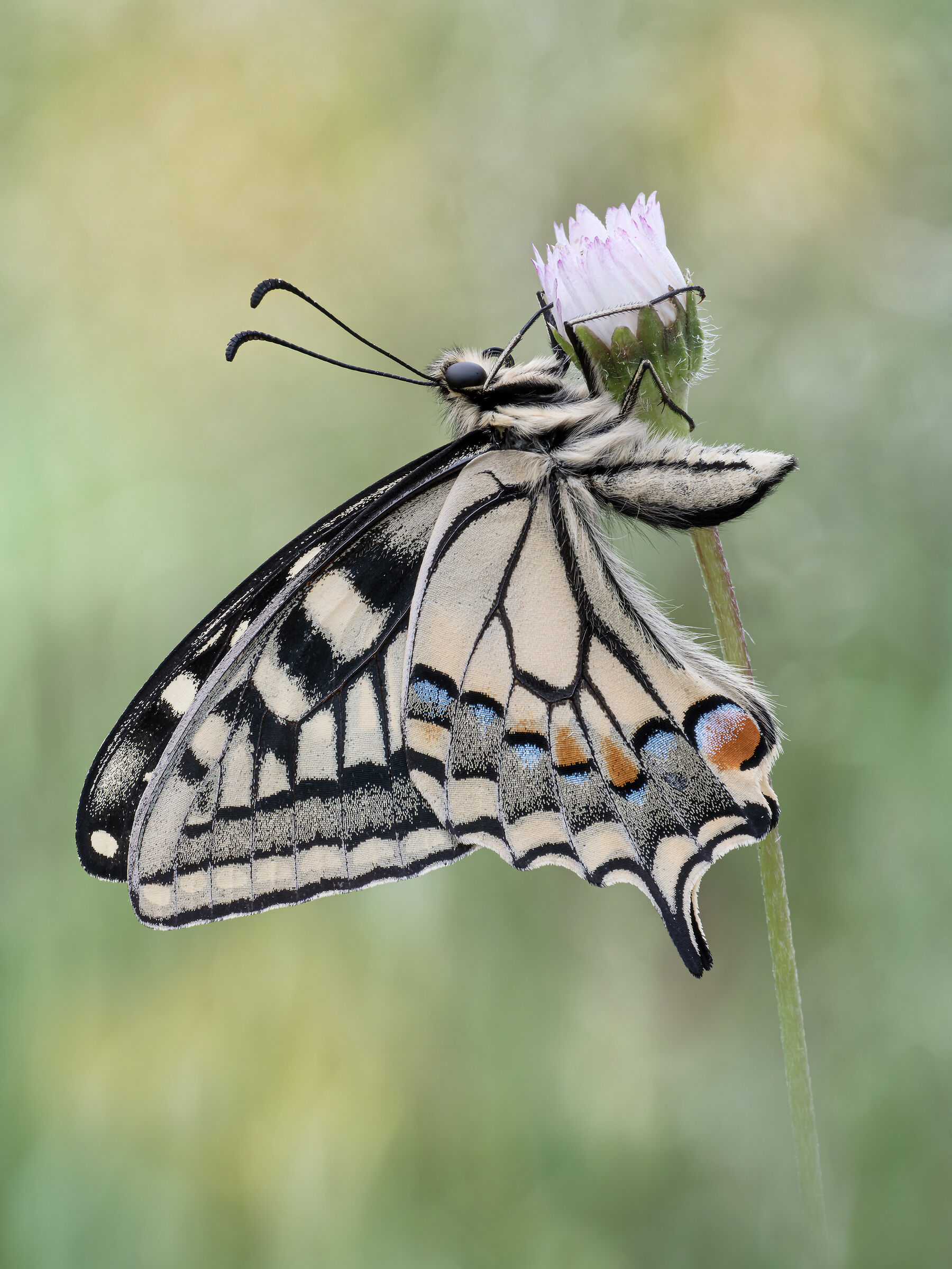 Papilio machaon (Linaneus, 1758)...