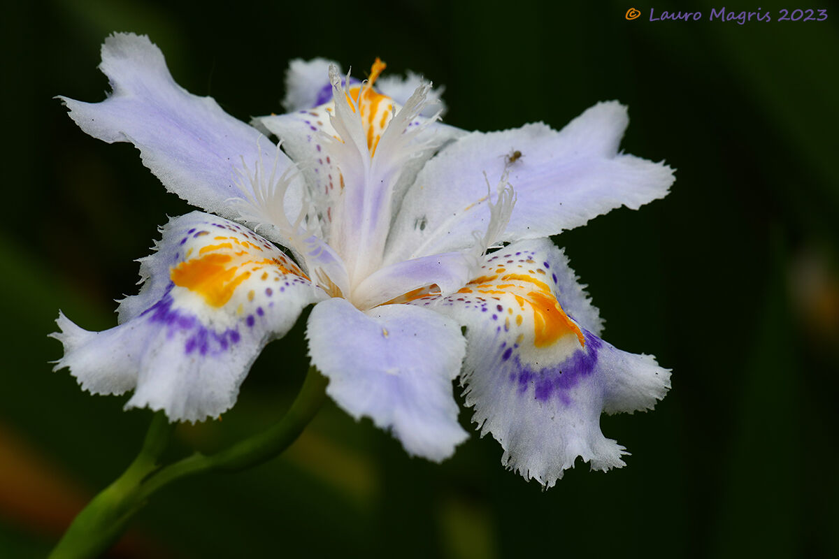 Iris Japonica "variegata"...