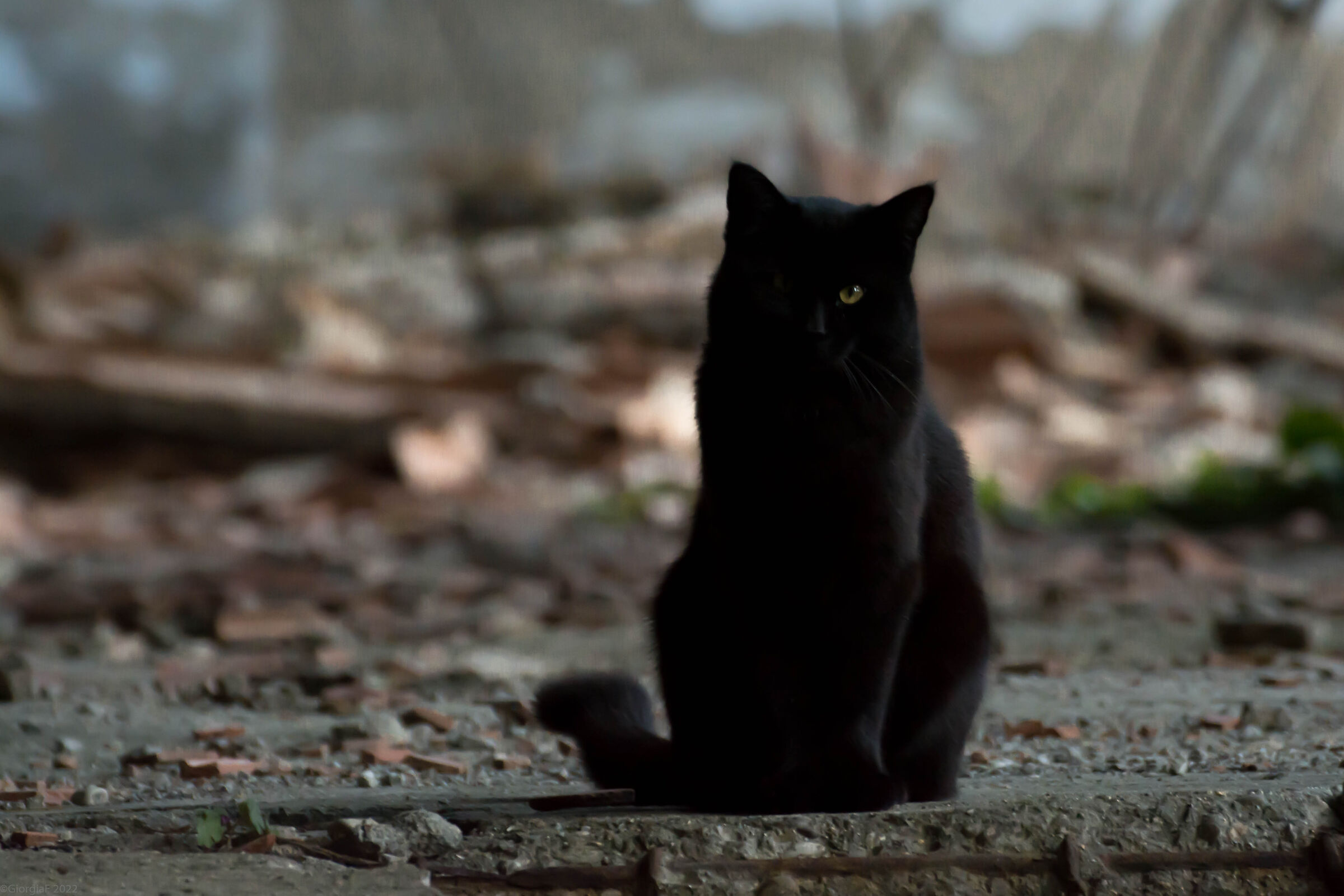 Black colony cat...