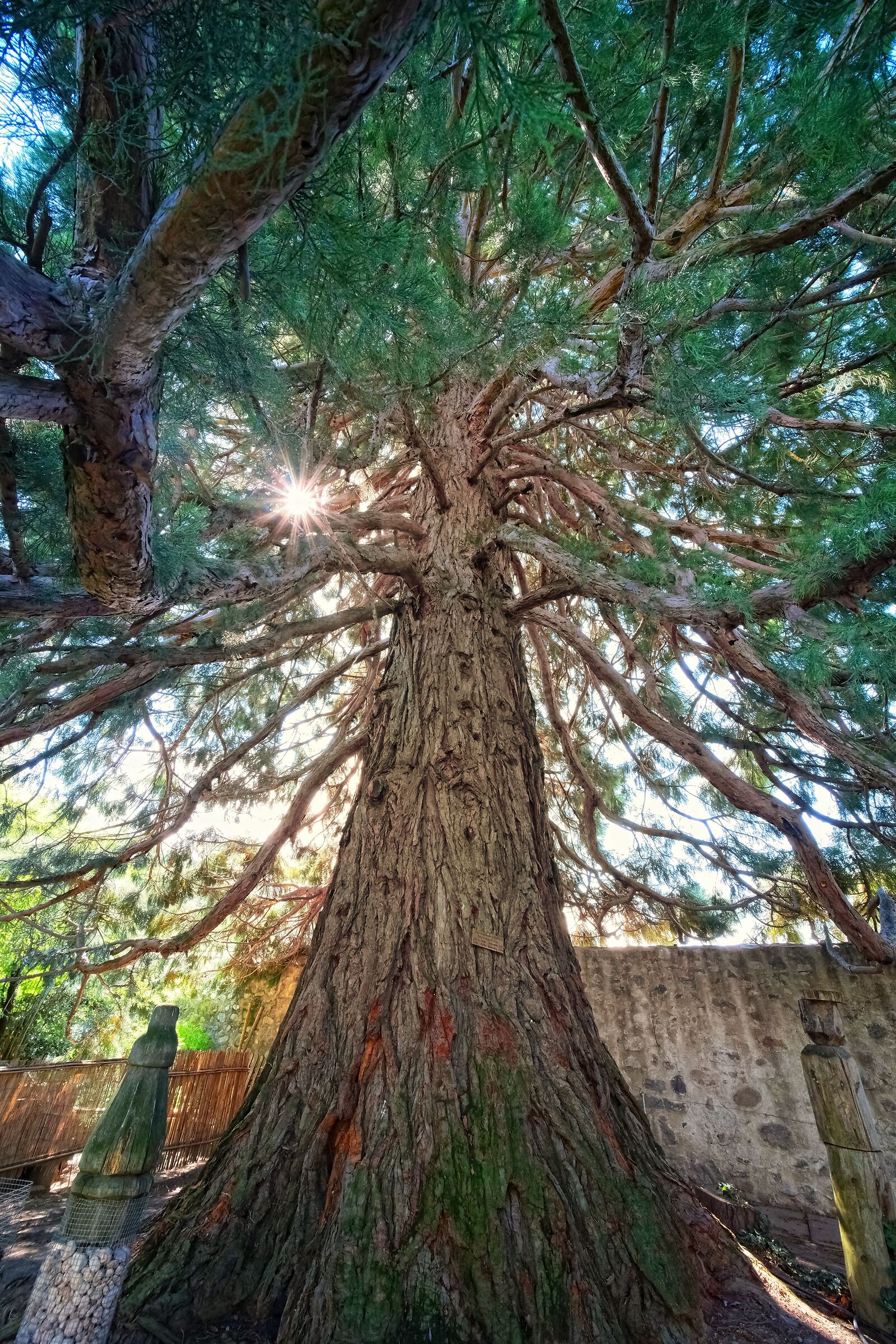 The redwood of the Abbey of Novacella...