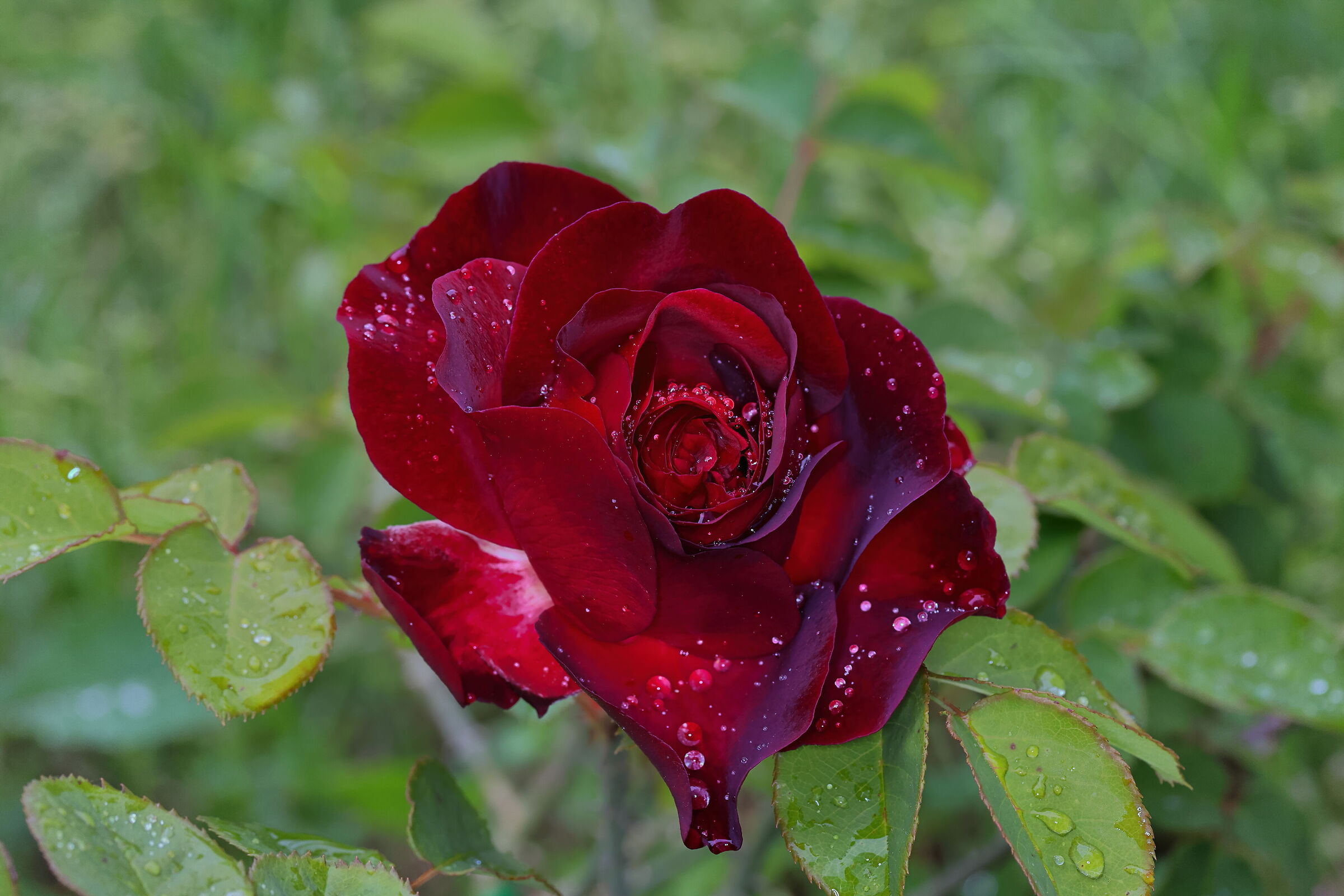 Classica rosa rossa bagnata dalla pioggia...