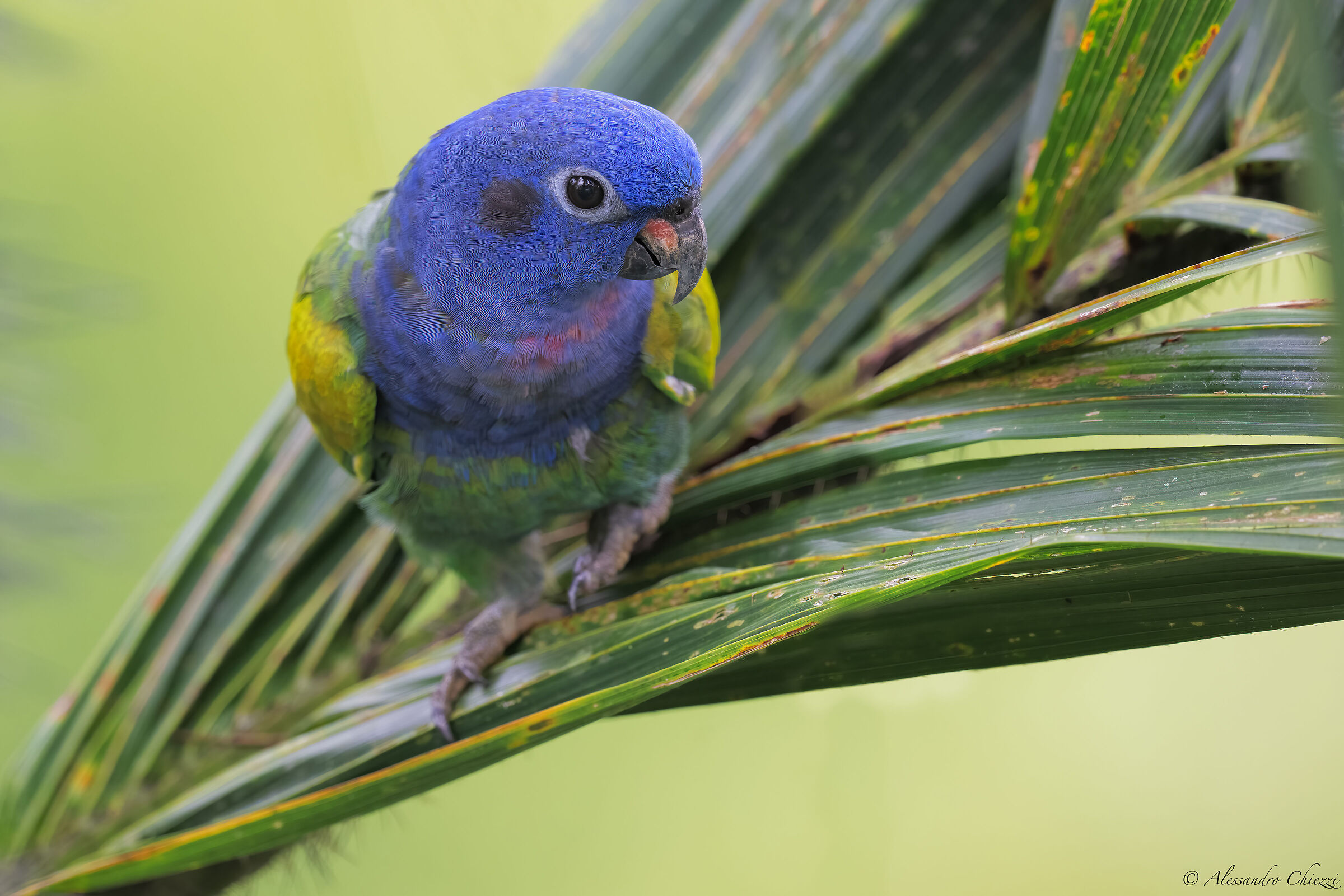 Blue-headed parrot...