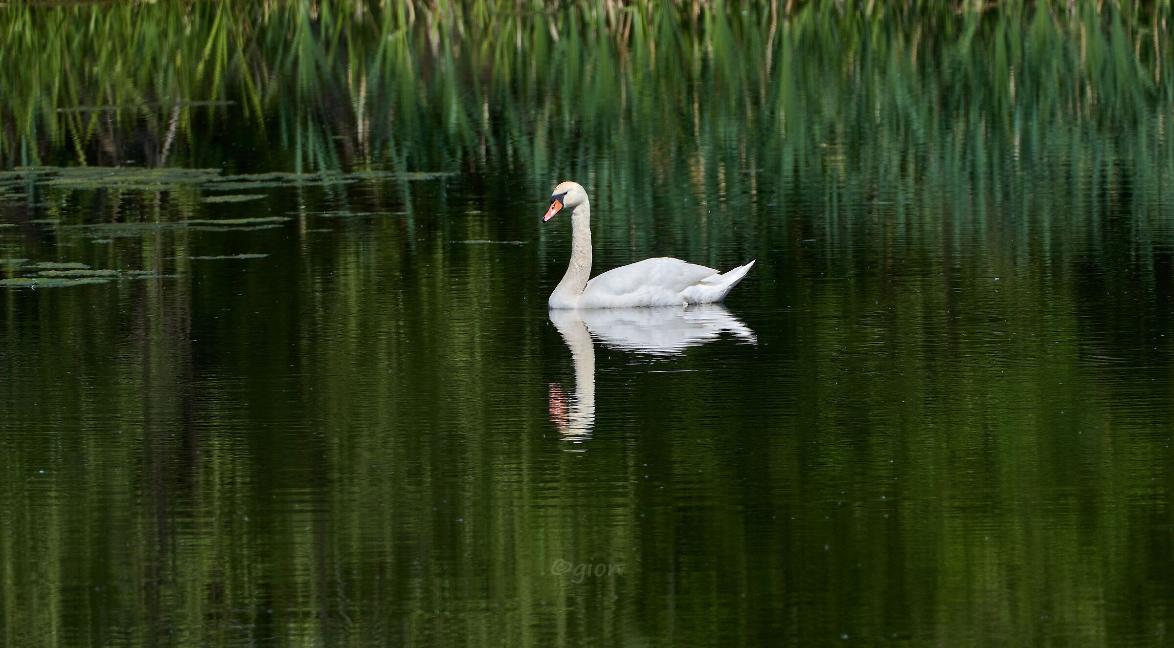 Painted swan...