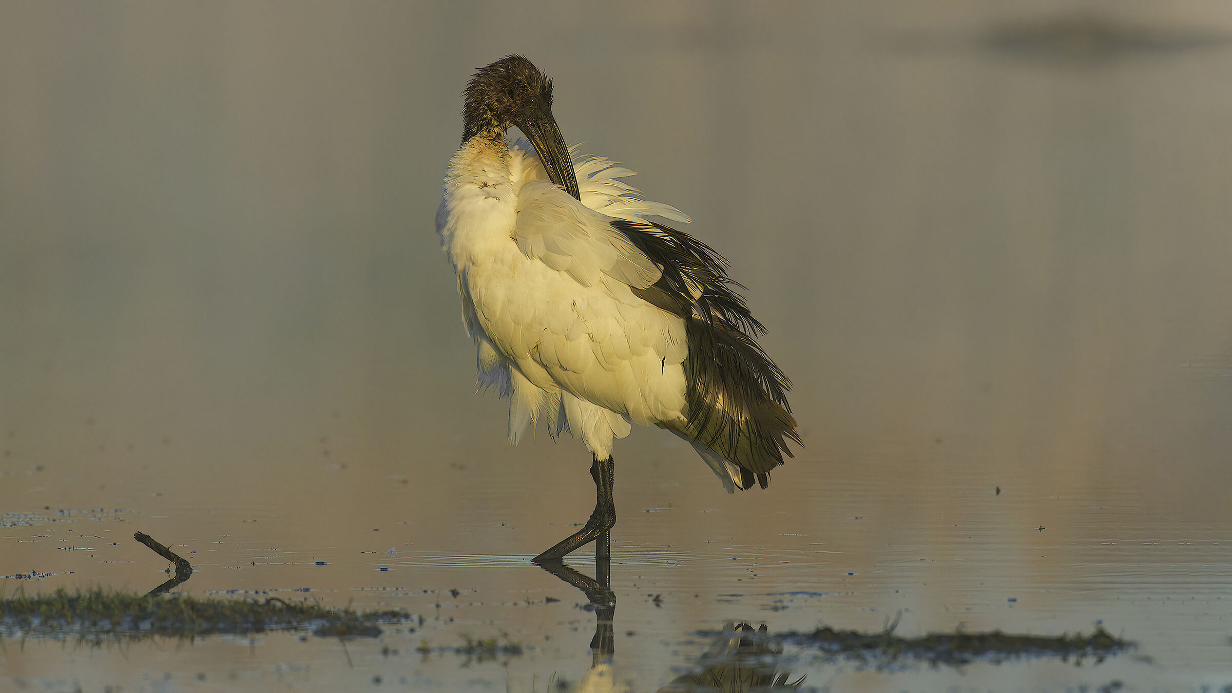 Sacred ibis in the morning...