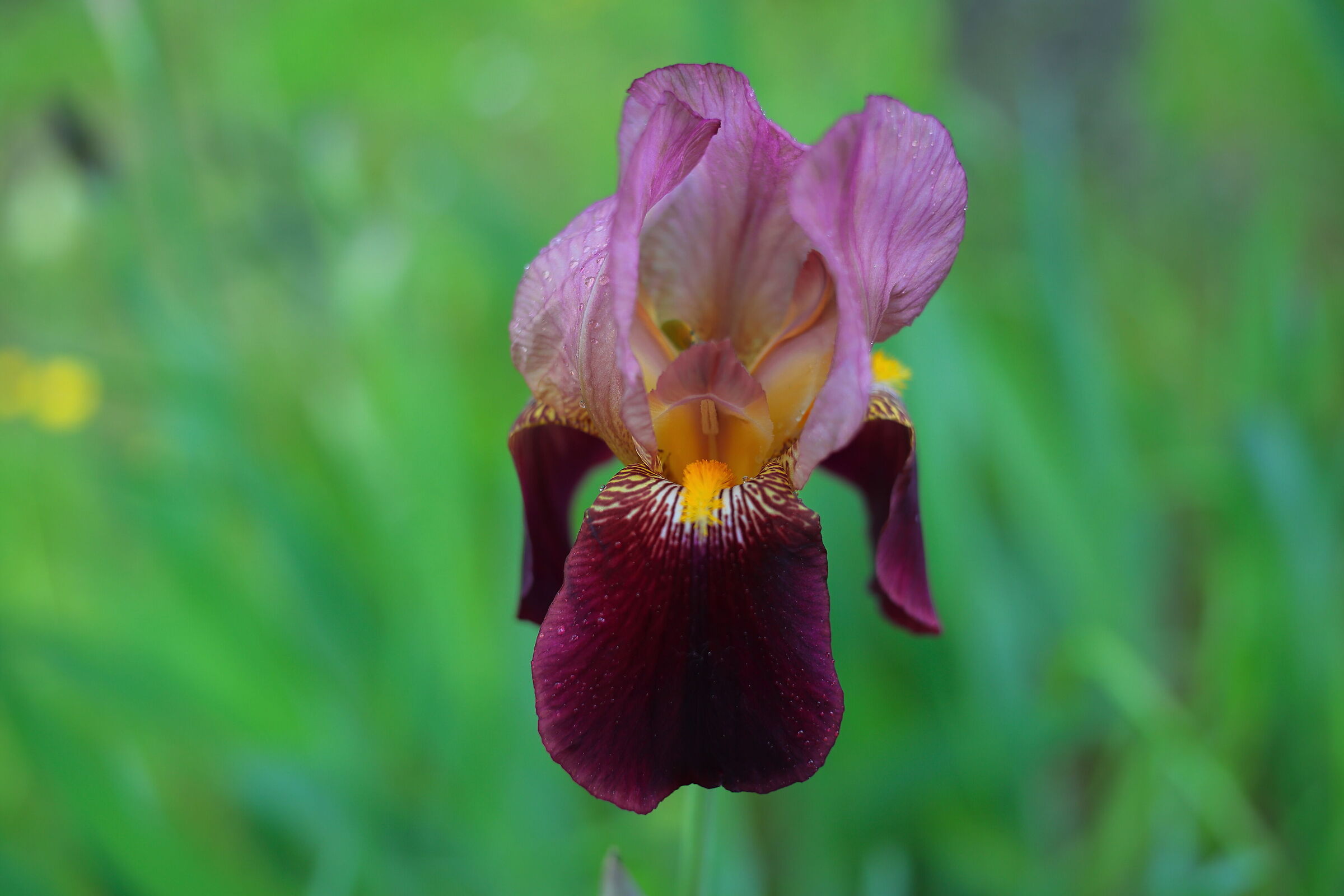 Iris rosso...