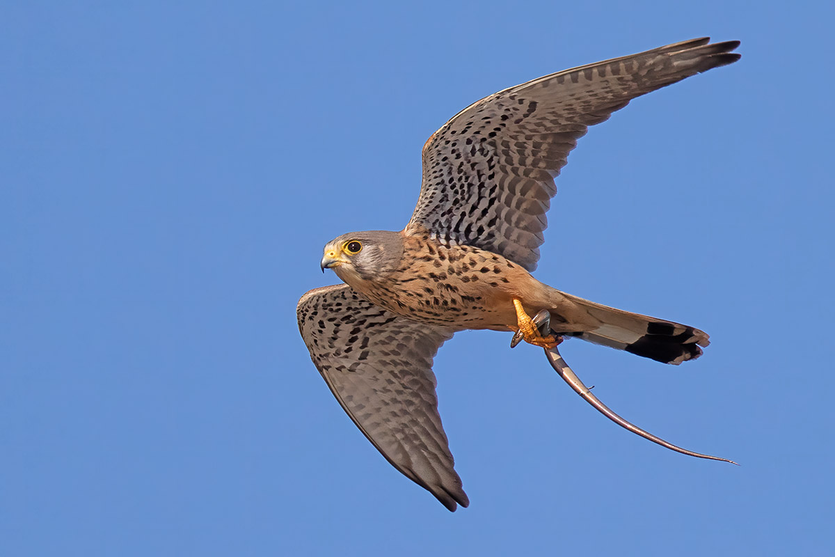 Kestrel with Luscengola...