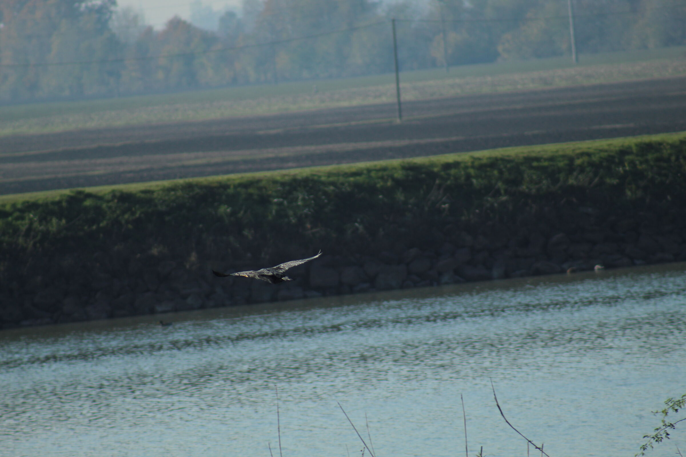 A cormorant (Phalacrocorax carbo) flying in Manzolino....