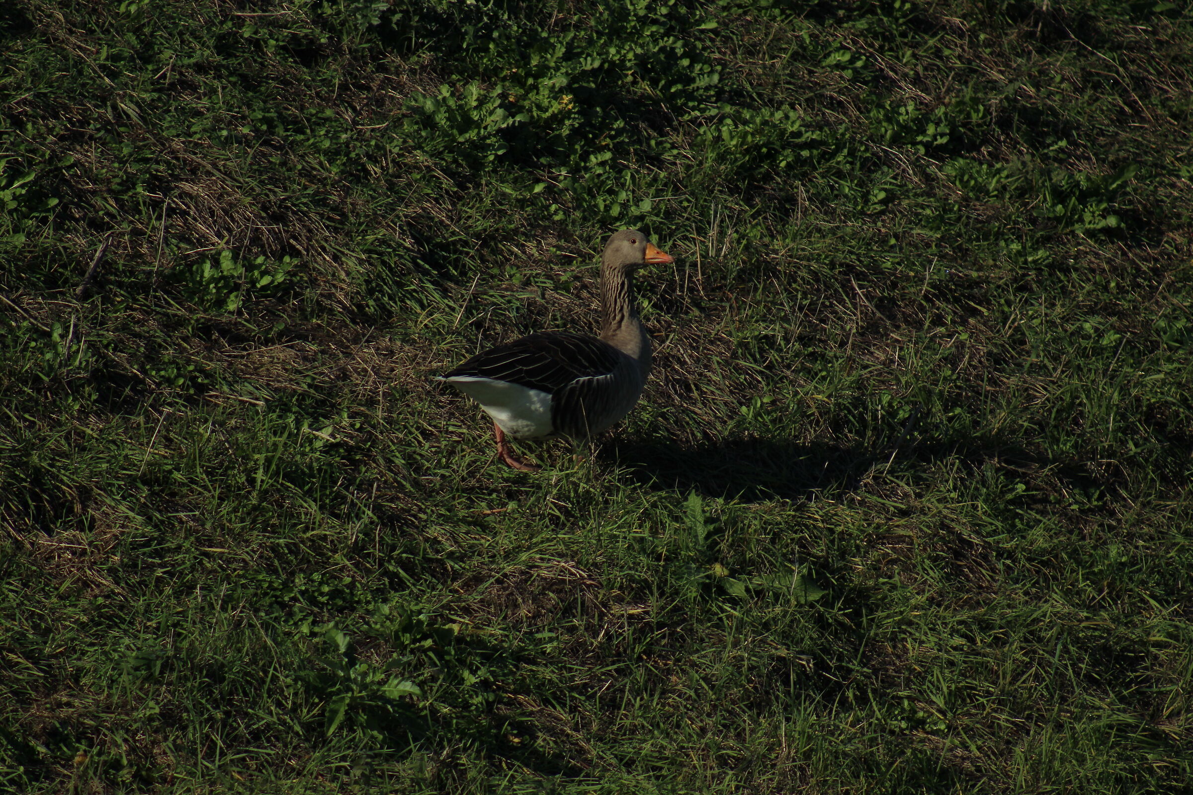 A greylag goose (Anser anser) in Manzolino...