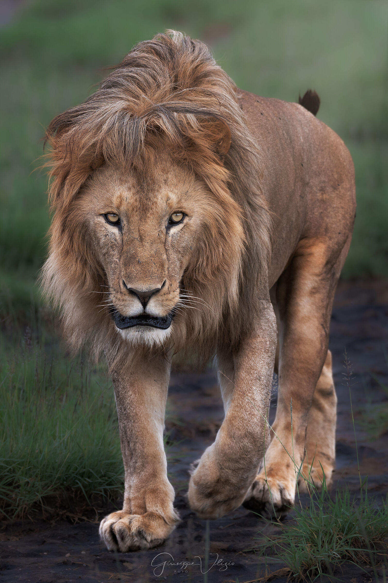 il Re leone...