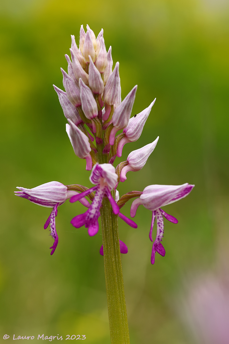Military orchid...