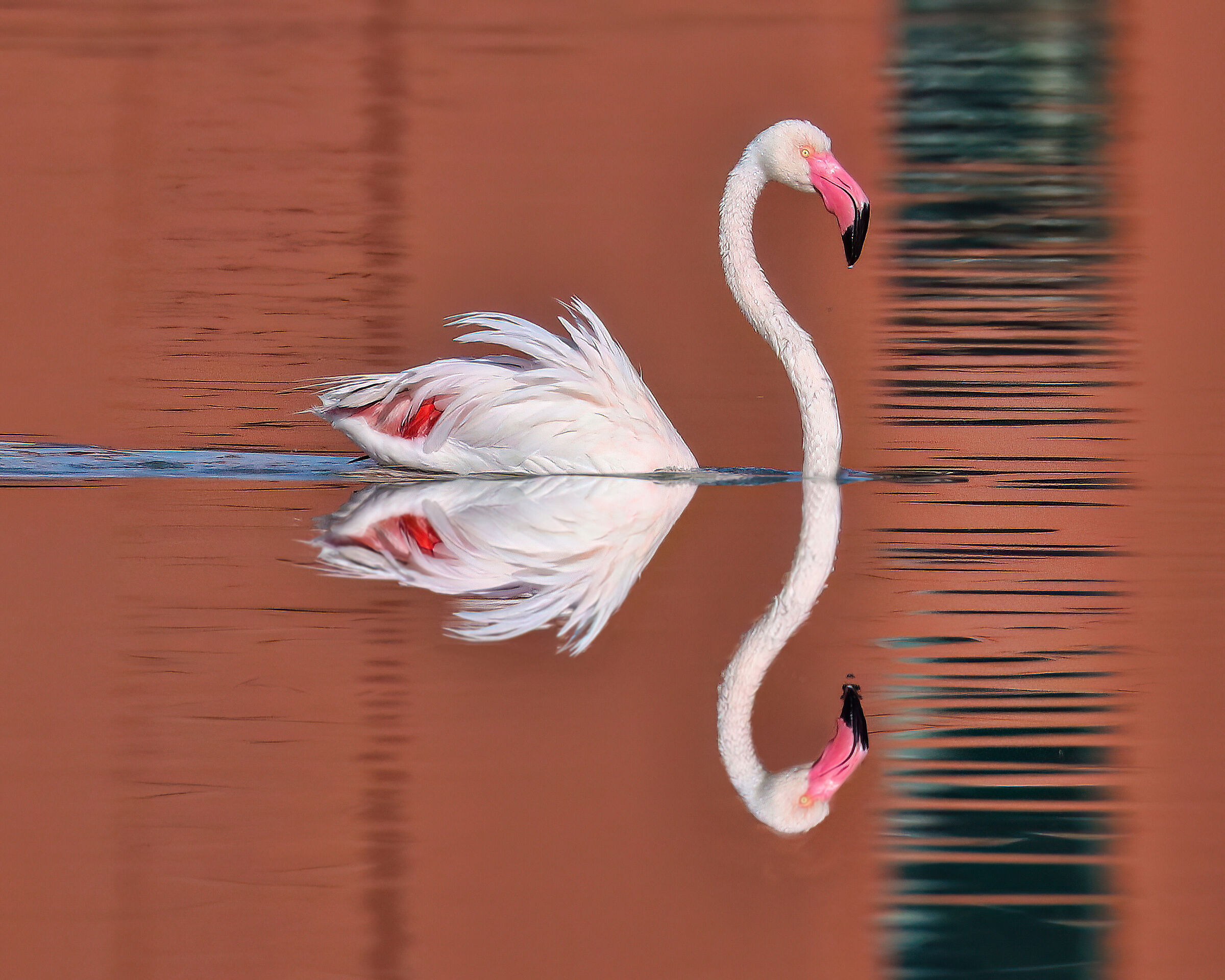 Colors..... Pink flamingo ...