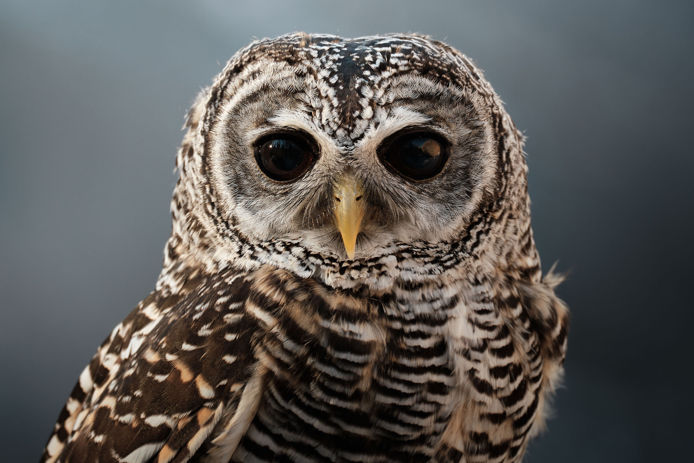 Red-legged tawny owl ...