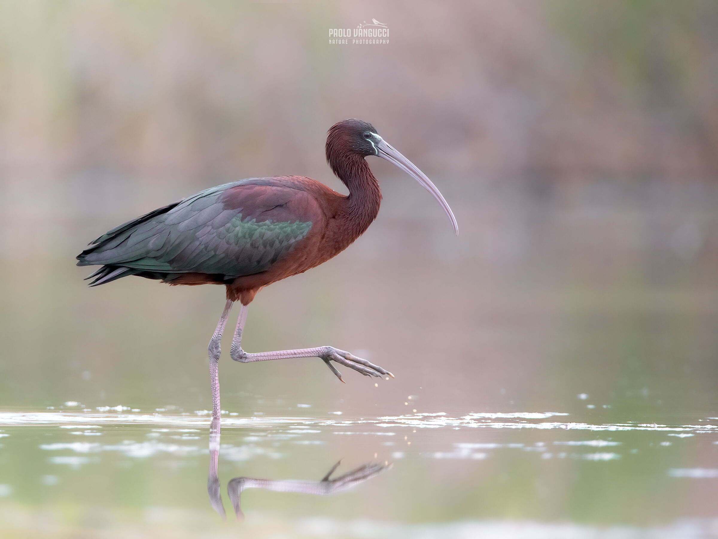 Mignattaio / Plegadis falcinellus / Glossy ibis...