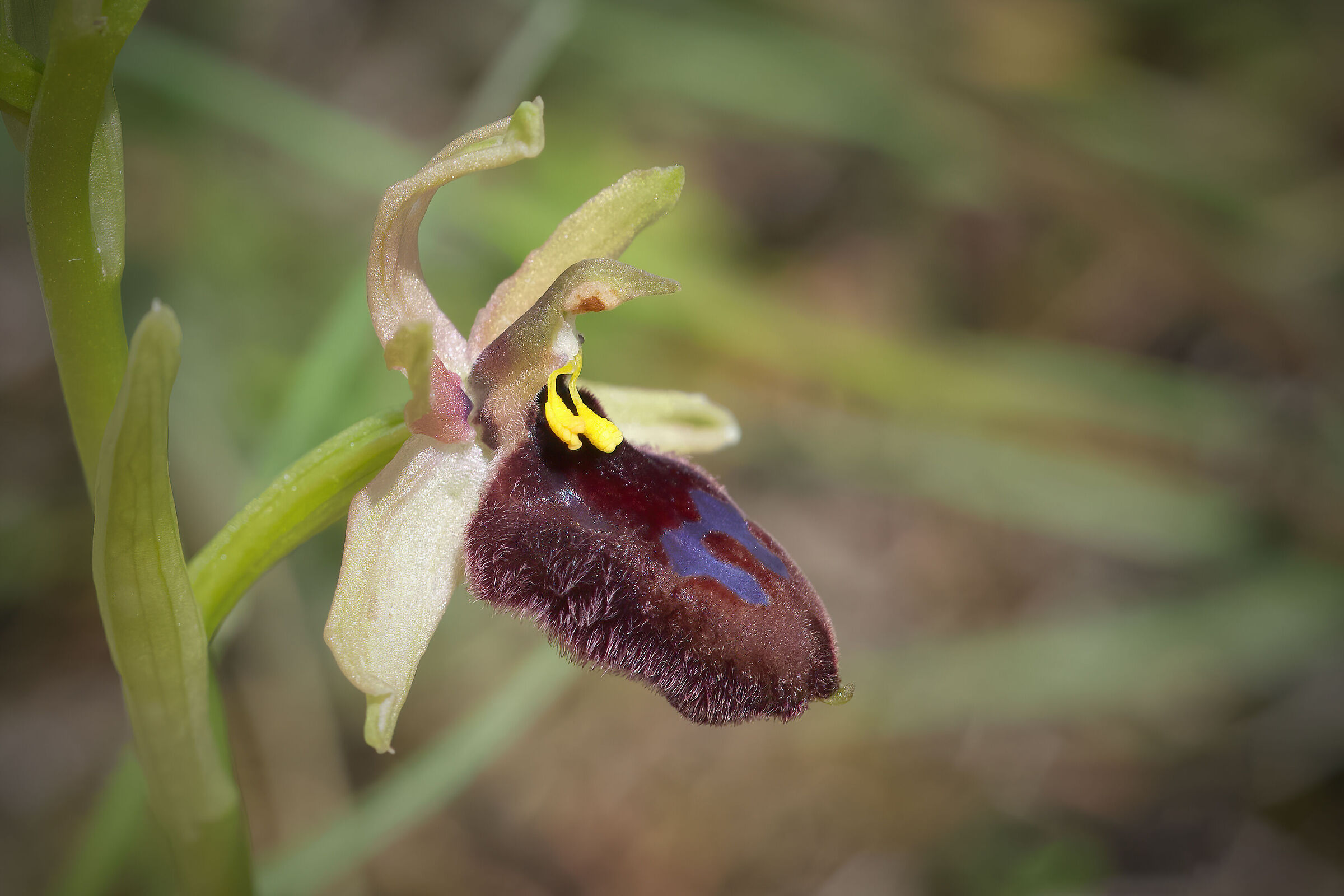 Ophrys bertolonii subsp. bertoloniiformis...