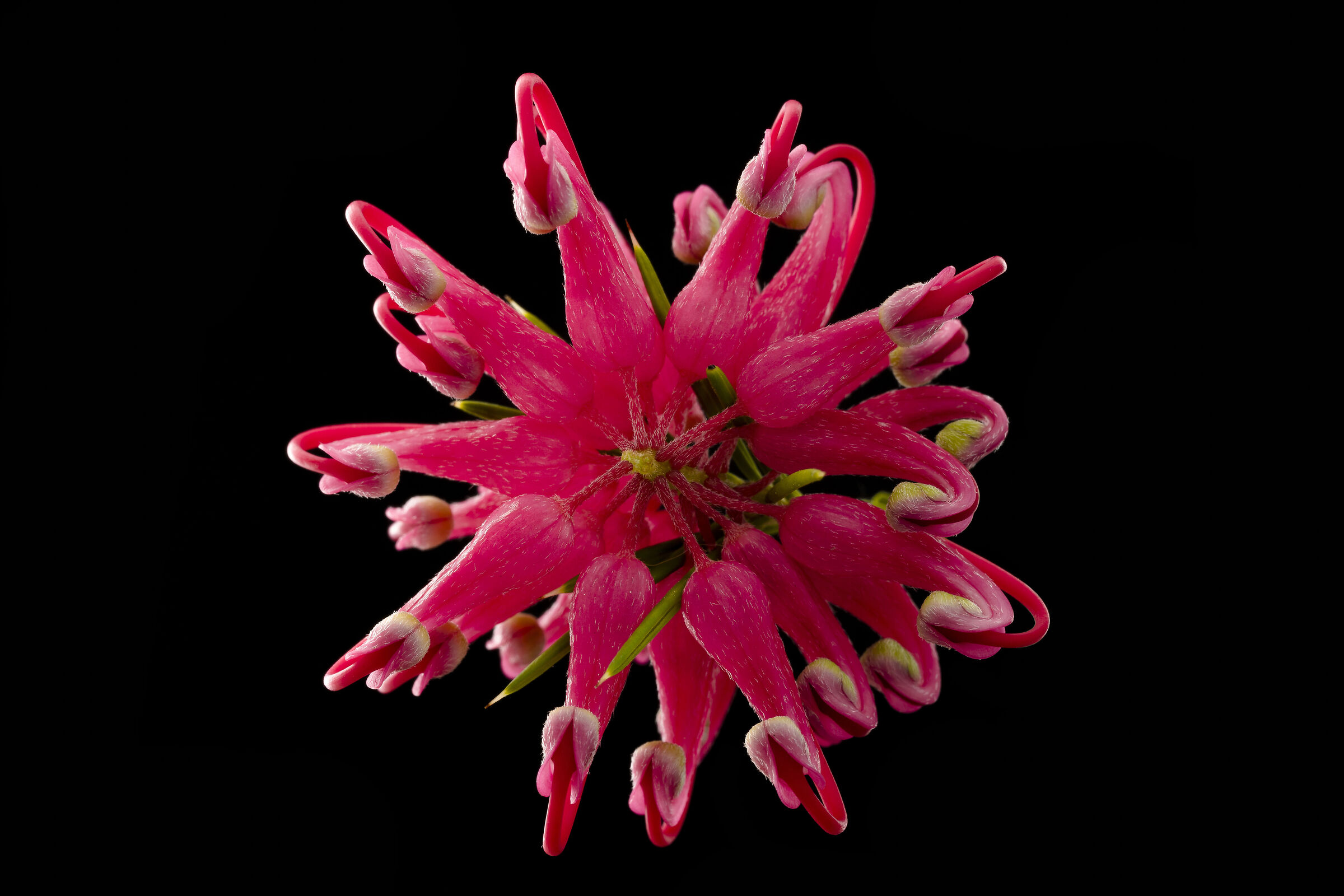 Grevillea rosmarinifolia...
