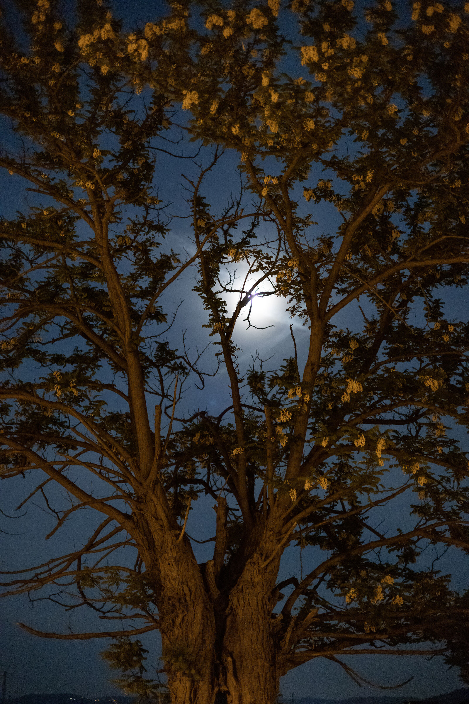 Tree in the moonlight...