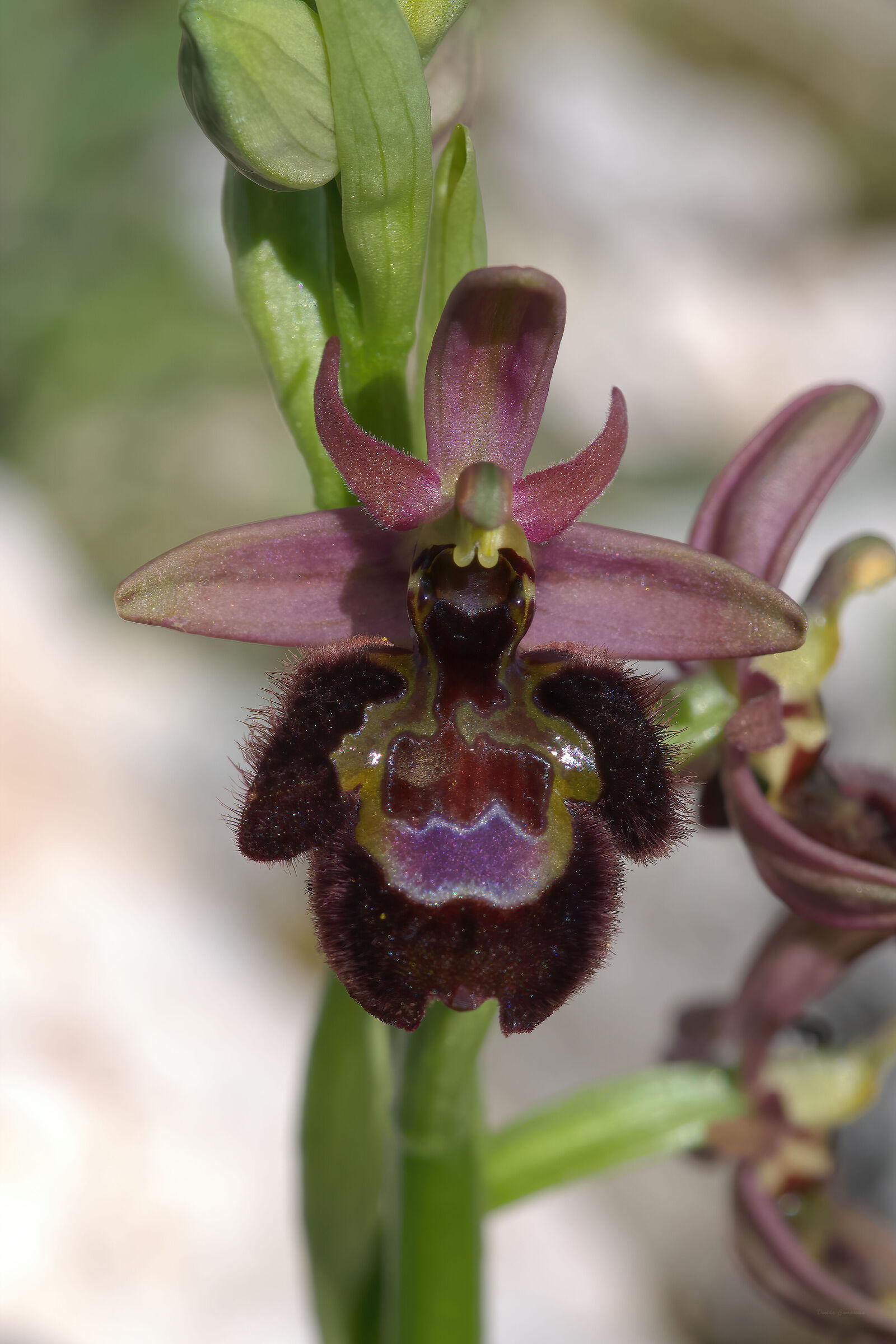 Ophrys bertolonii x Ophrys speculum...