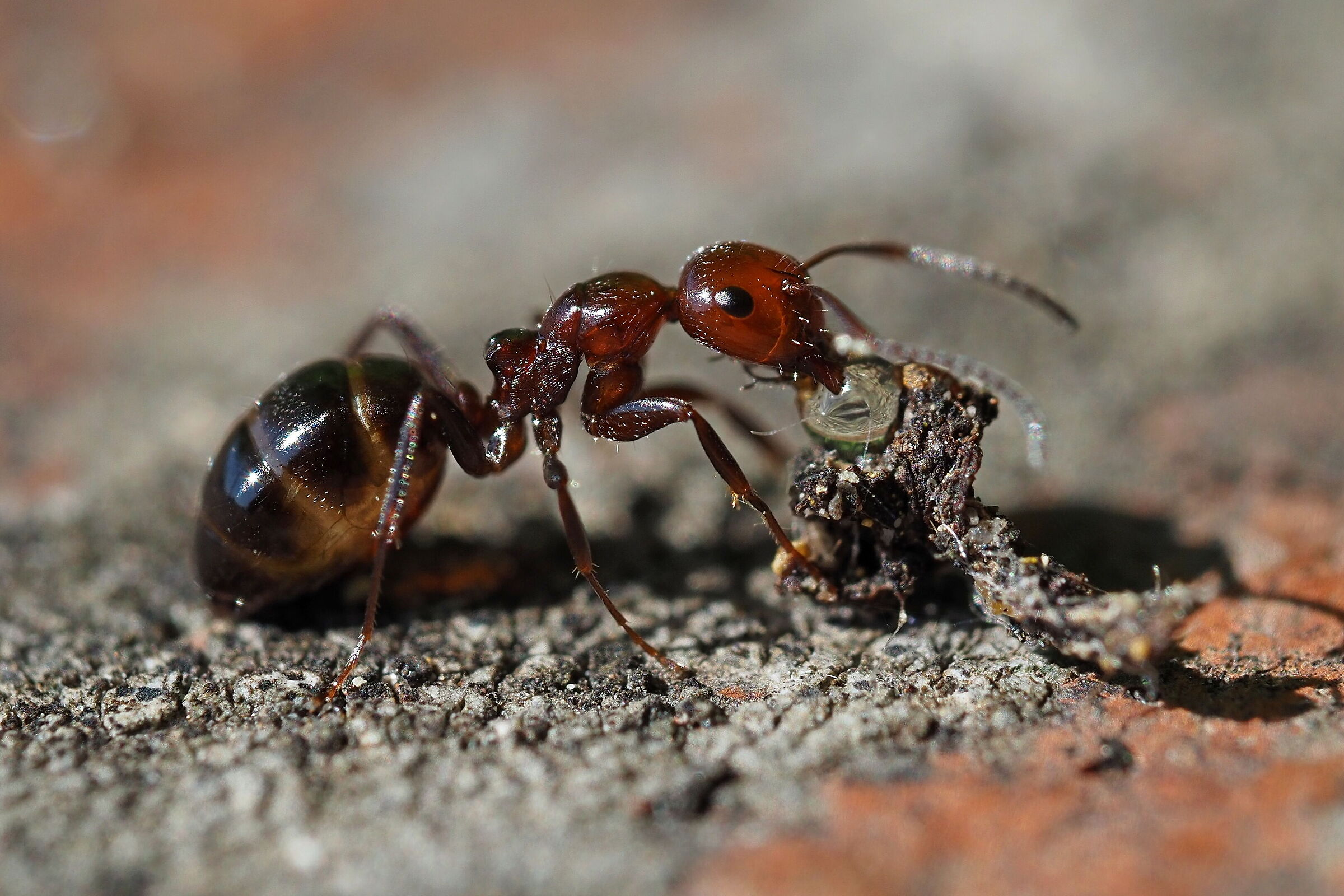 Camponotus lateralis mentre si abbevera...