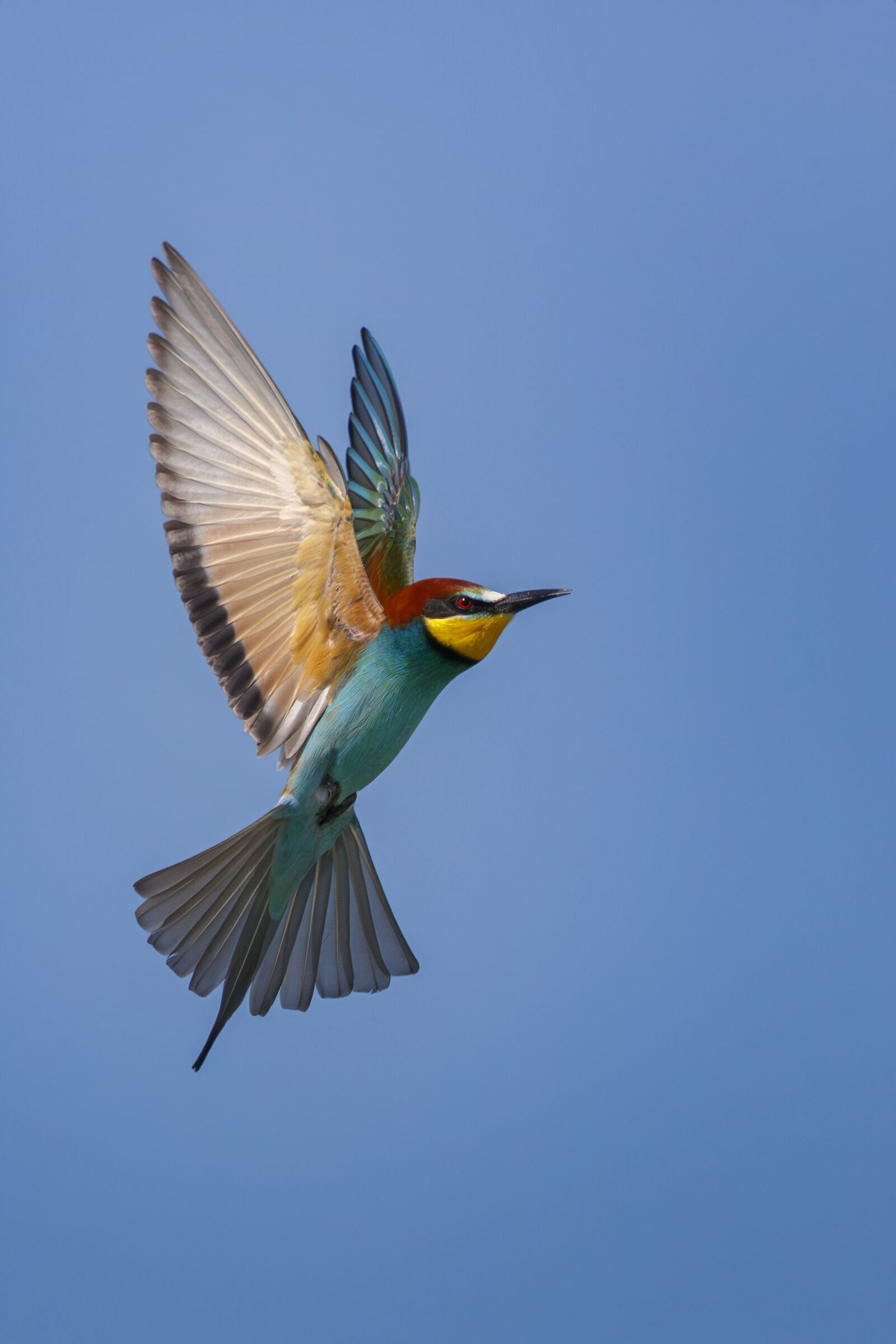 Bee-eater 2...