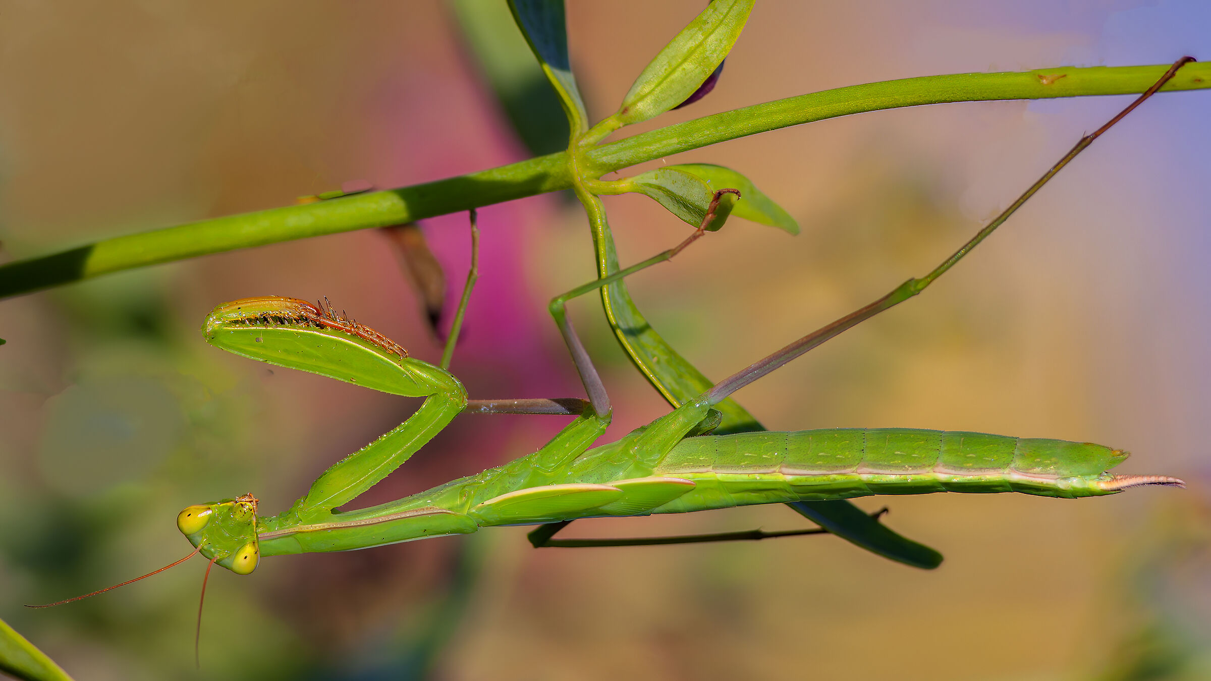 Camouflage - Praying mantis...