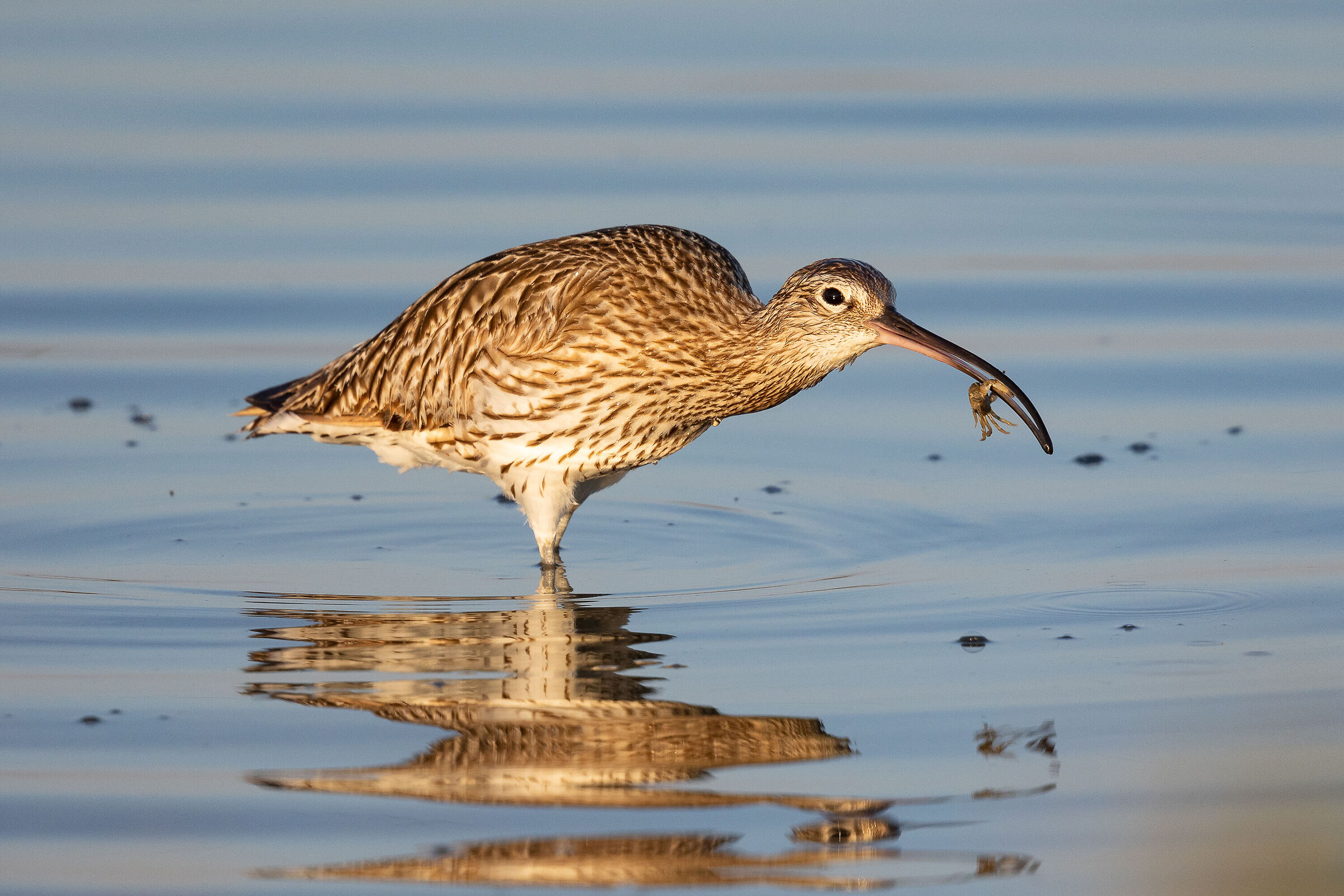 curlew with crab...