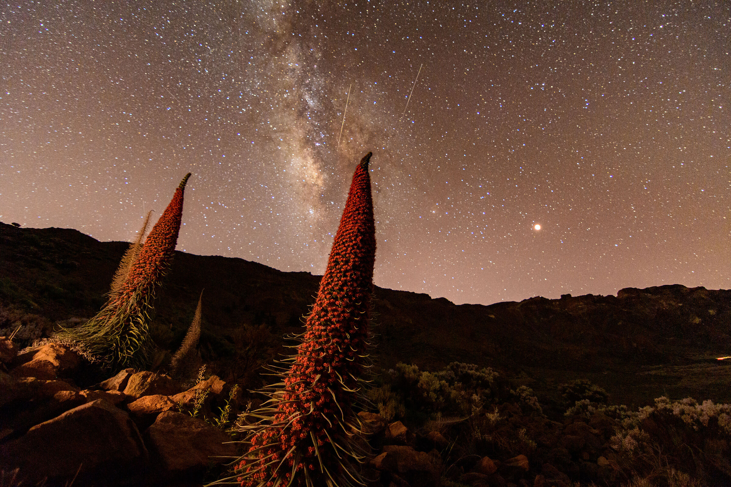 eclissi lunare e tajinastes nel Parco Nazionale del Teide...