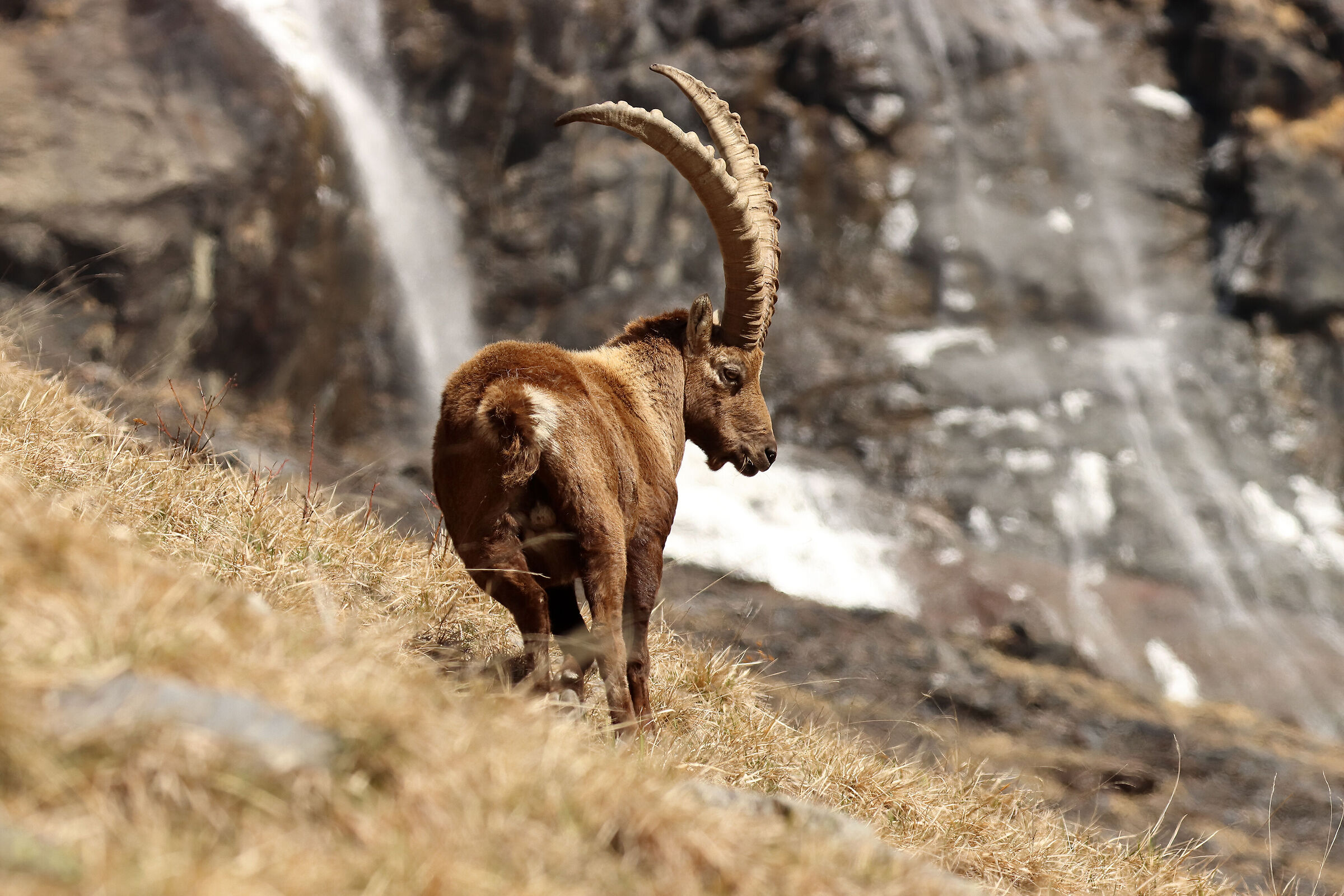 ibex at the waterfall...