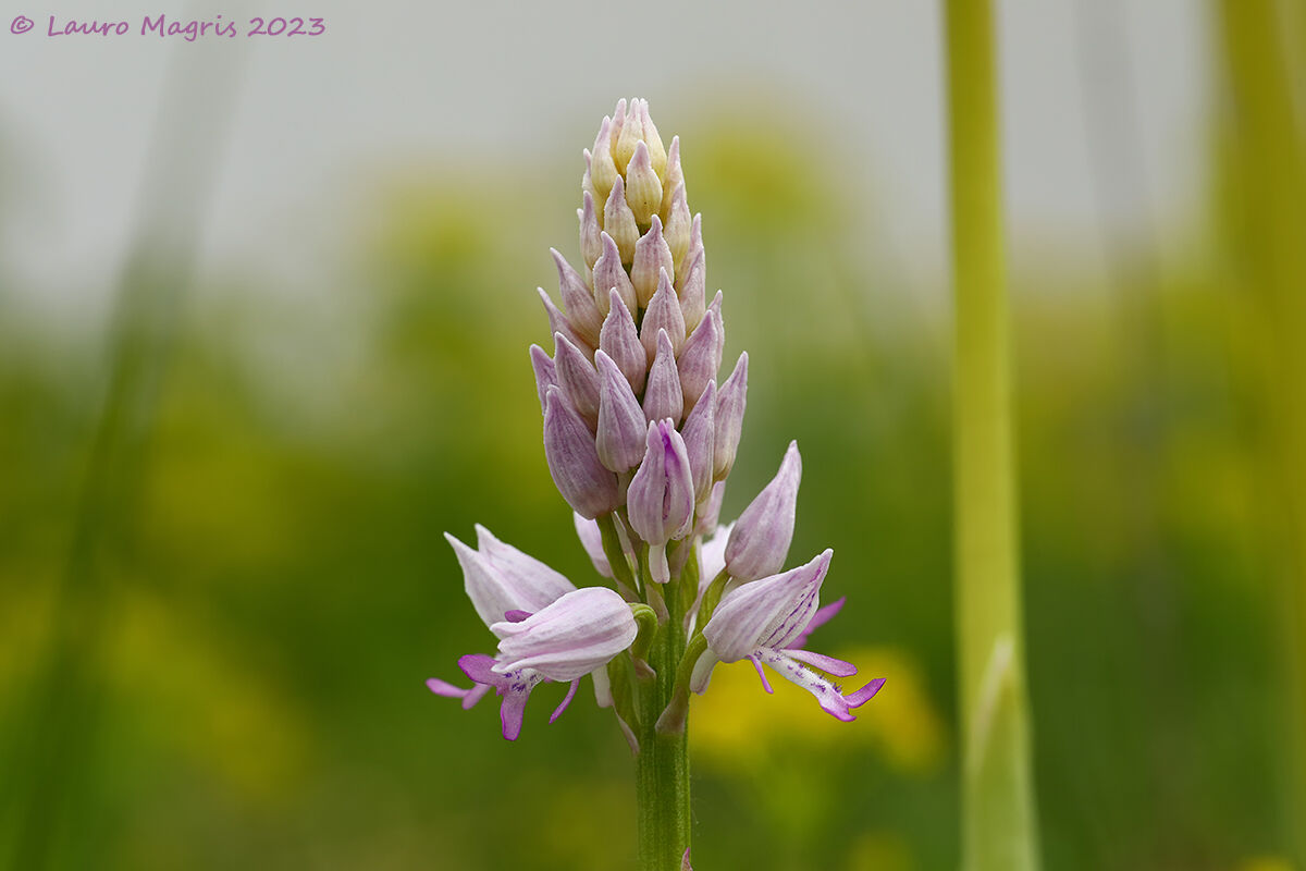 Light military orchid...
