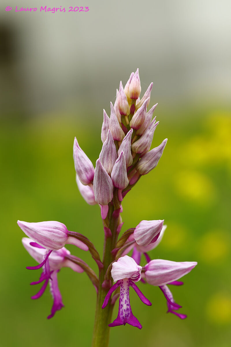 Military orchid...