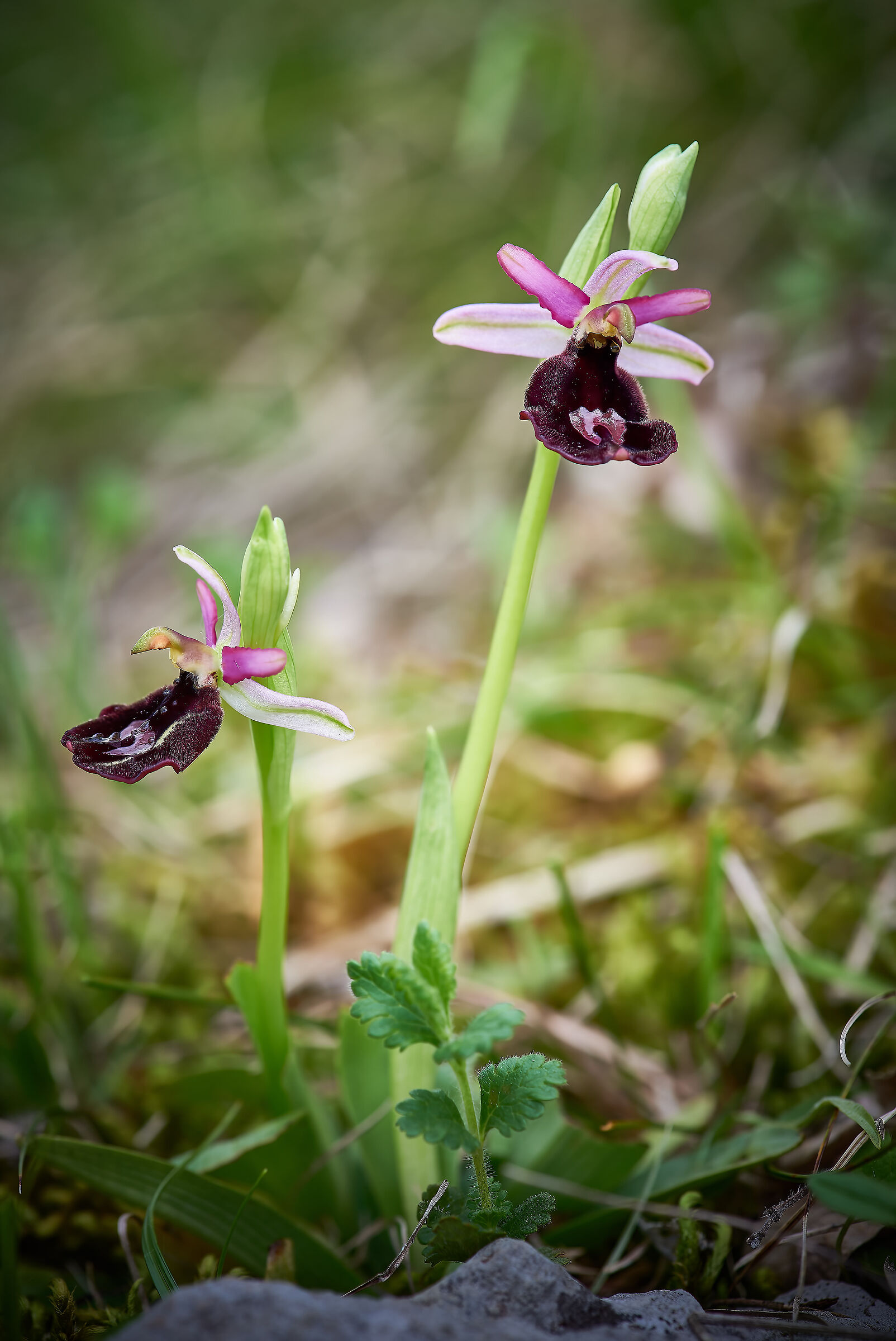 Ophrys bertolonii - subsp benacensis...