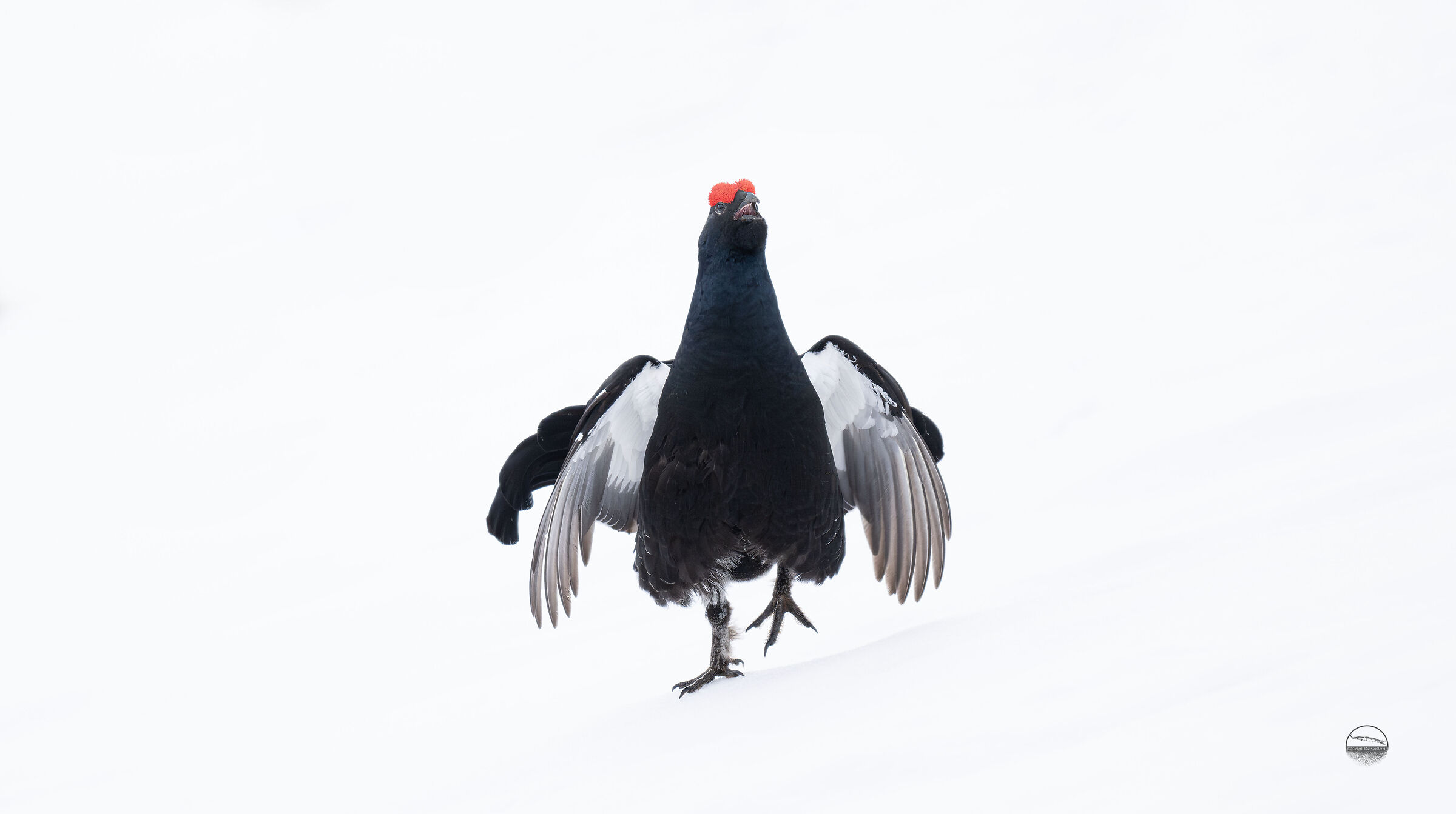 Black grouse in the snow...