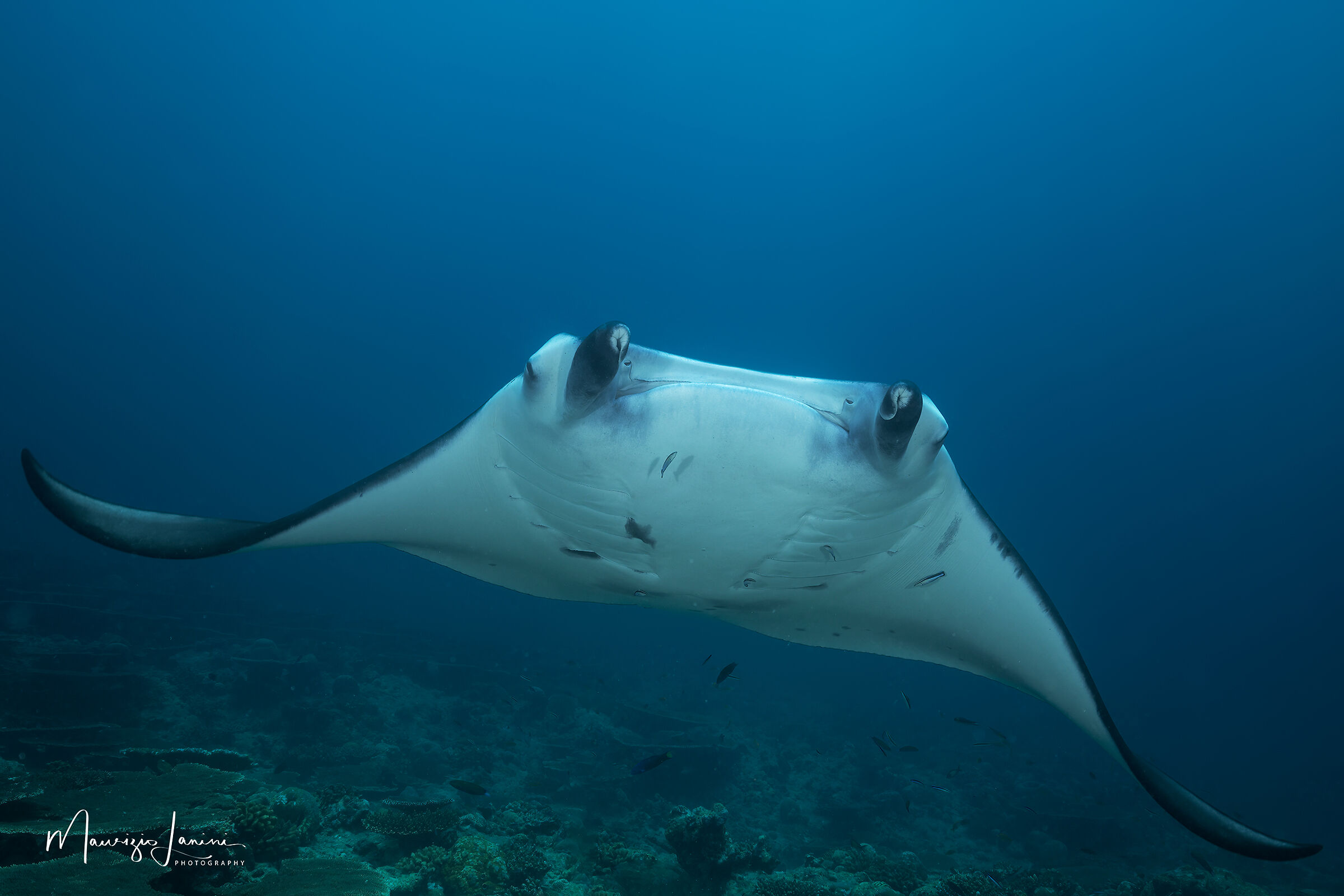 Manta of the reefs...