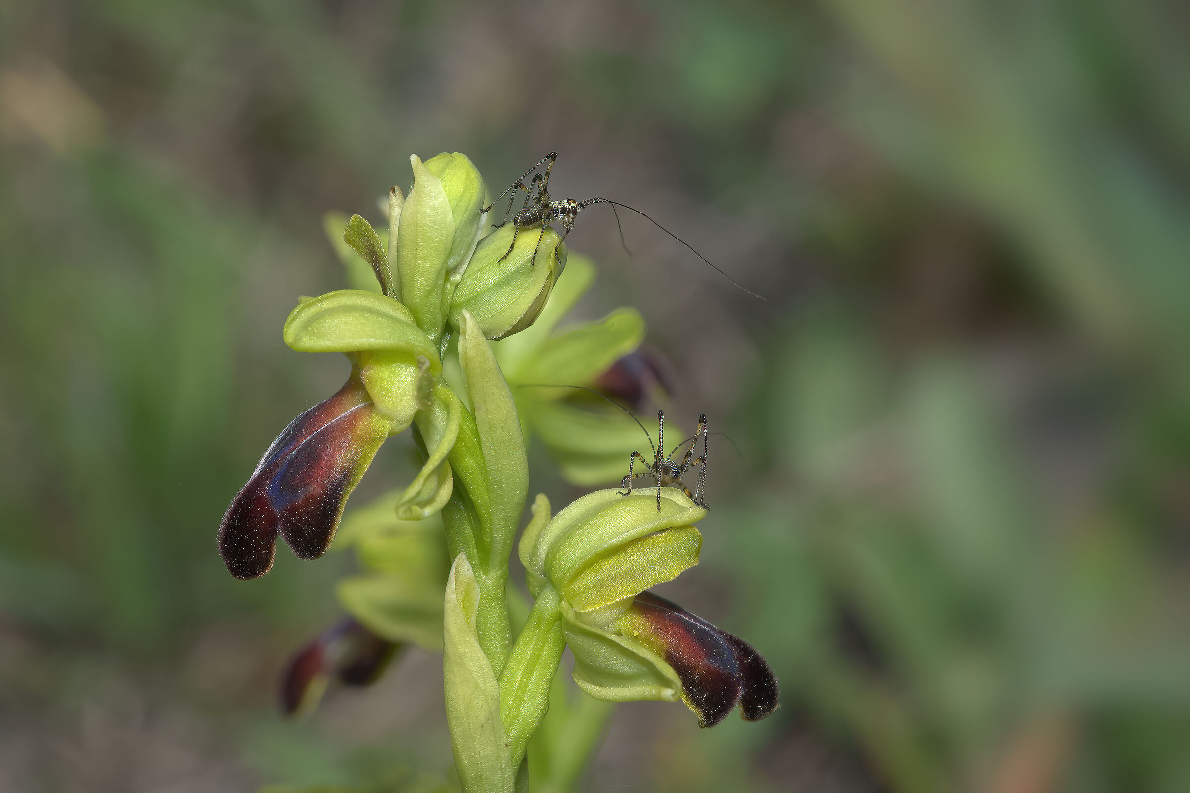 Ophrys fusca subsp. funerea con ospiti...