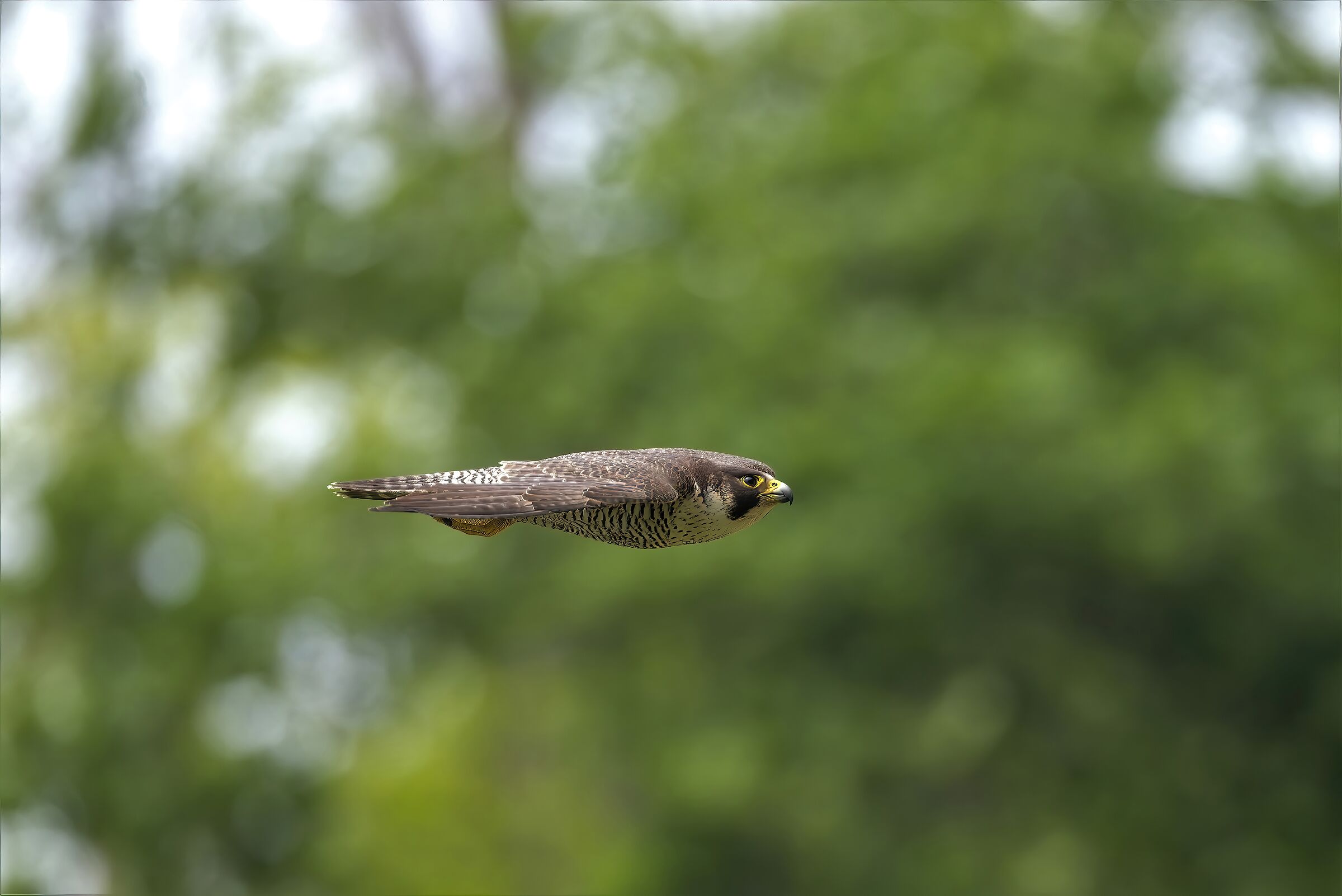 The missile at 350km per hour Peregrine falcon in dive...