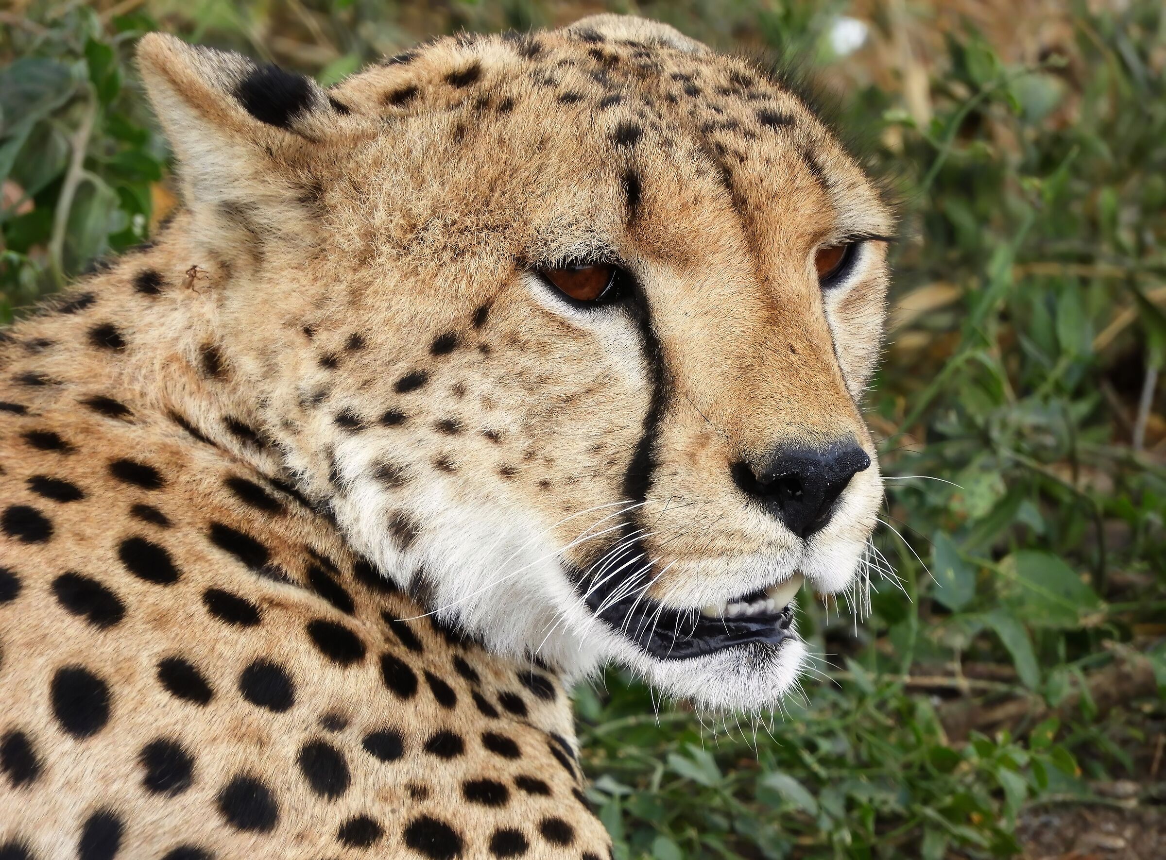 Male cheetah...