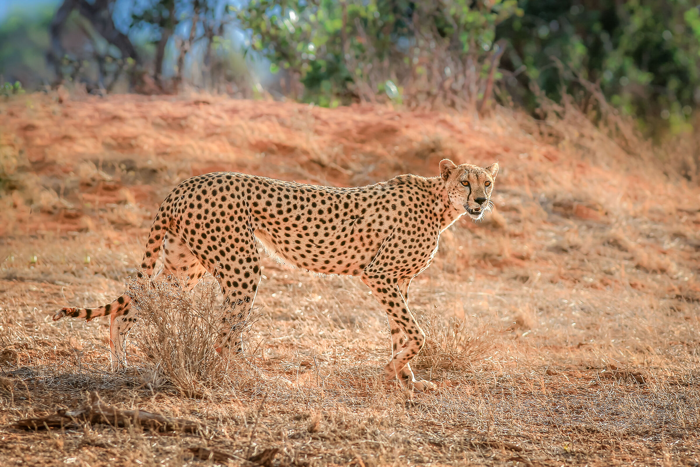 Cheetah in Tsavo National Park...