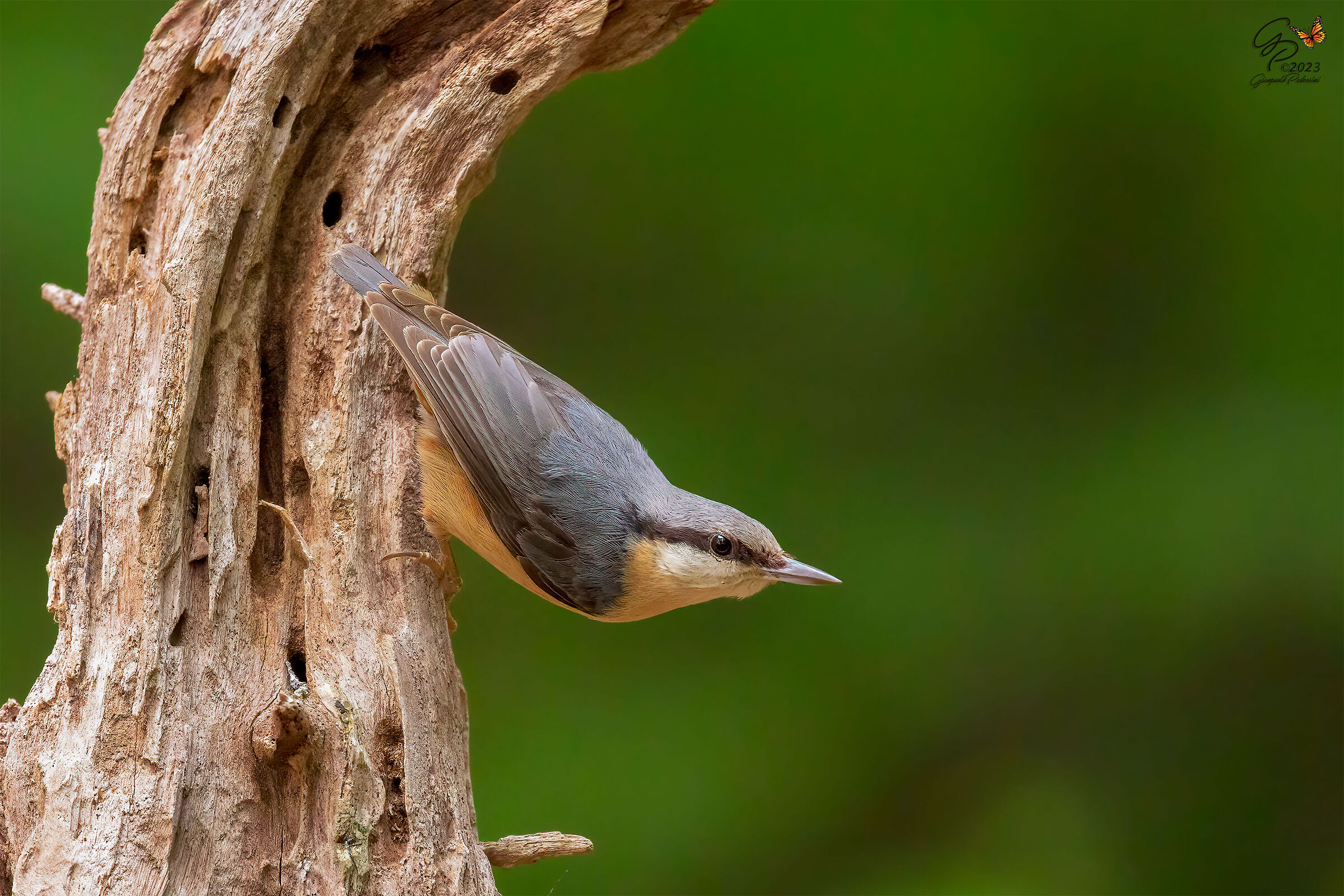 The return of the... wood nuthatch...