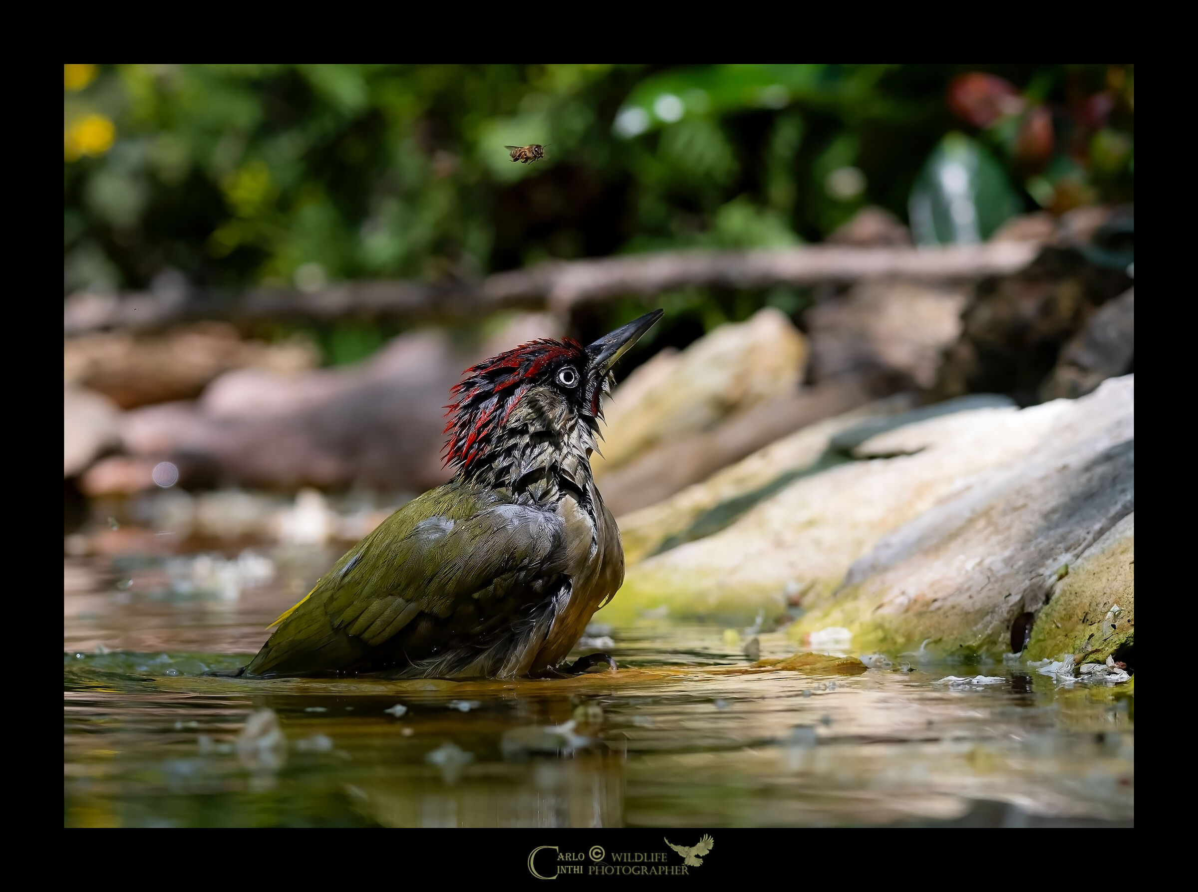 Male green woodpecker ...
