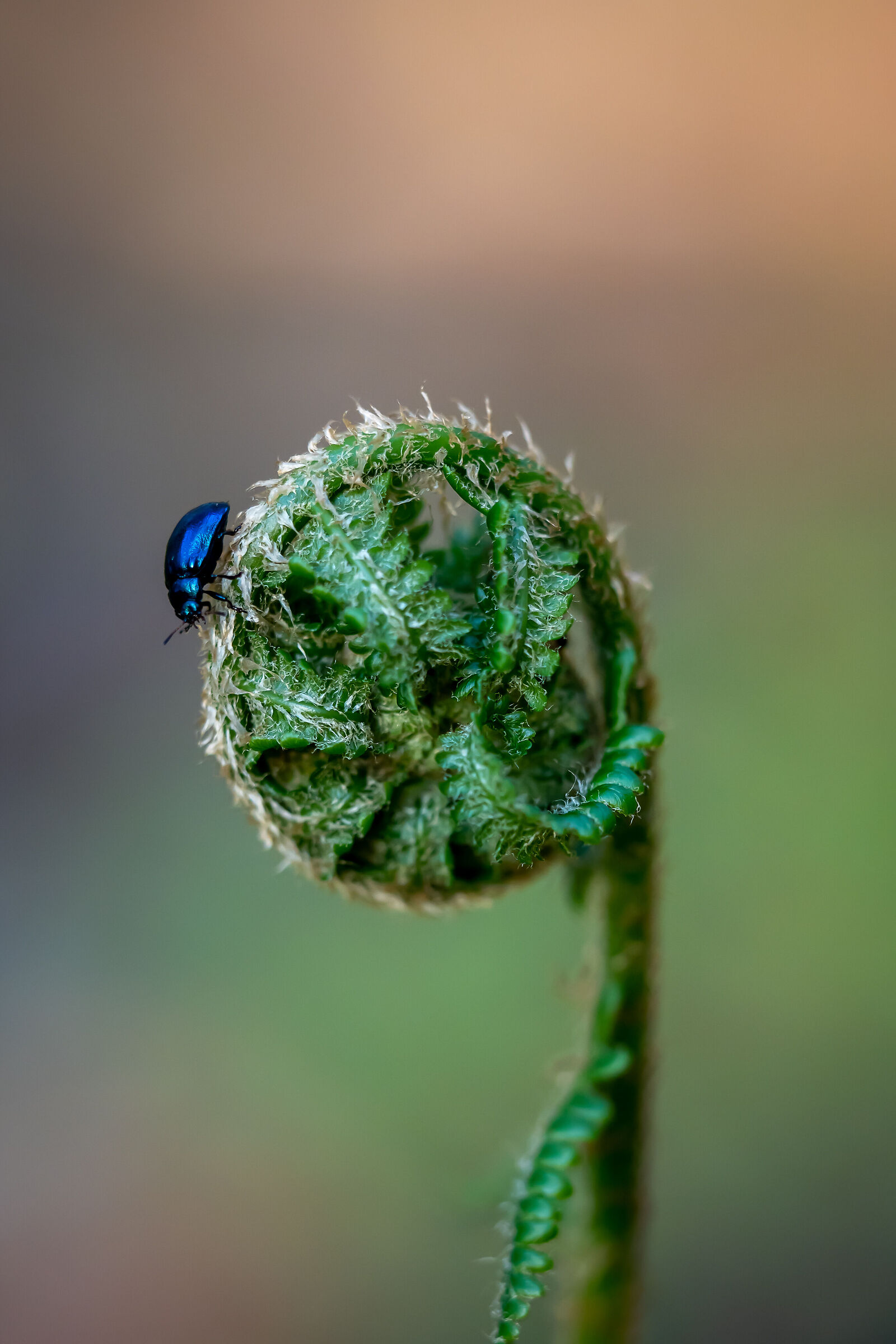 beetle sitting on a fern...
