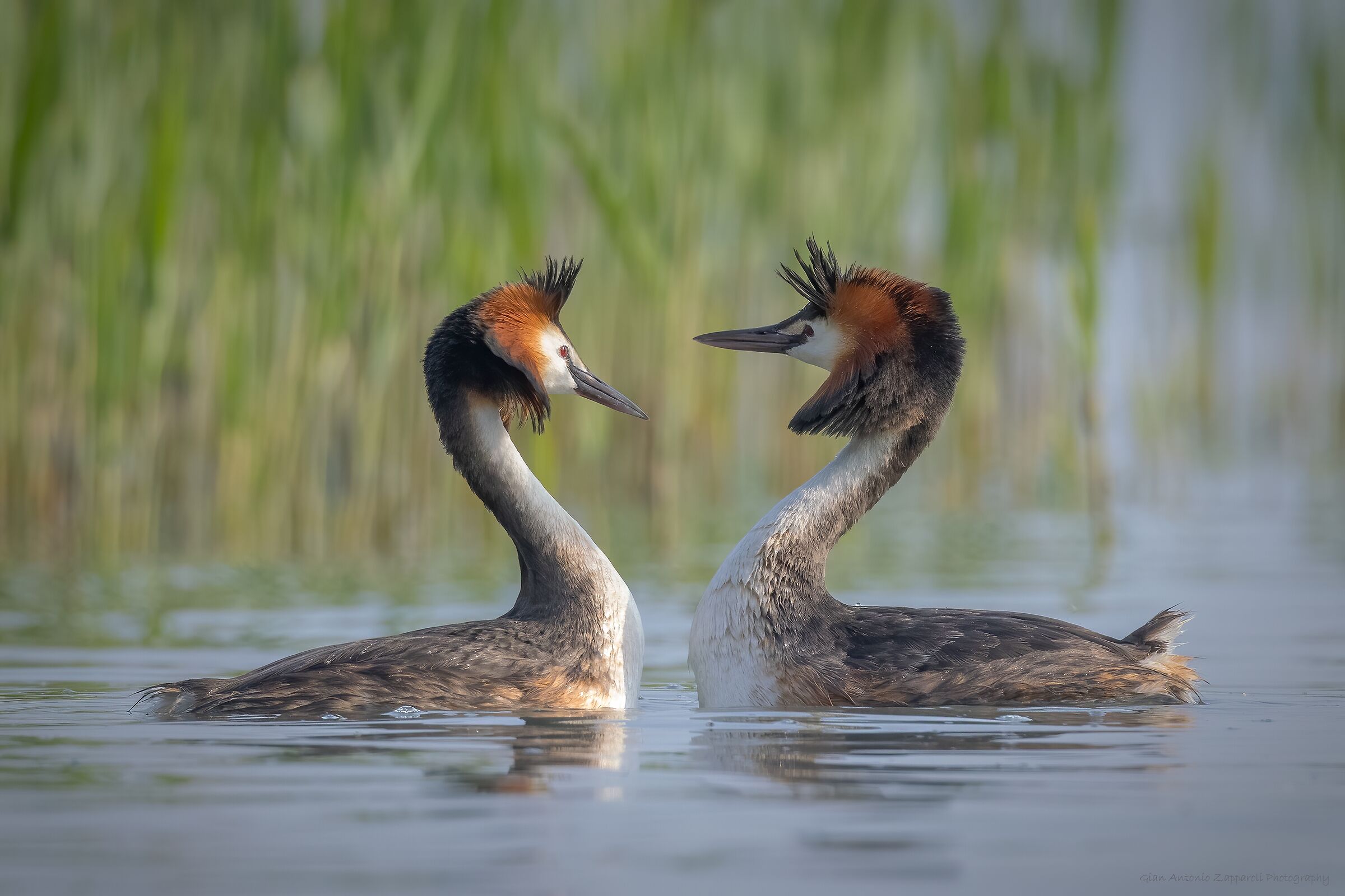 Pair of Great Grebe...