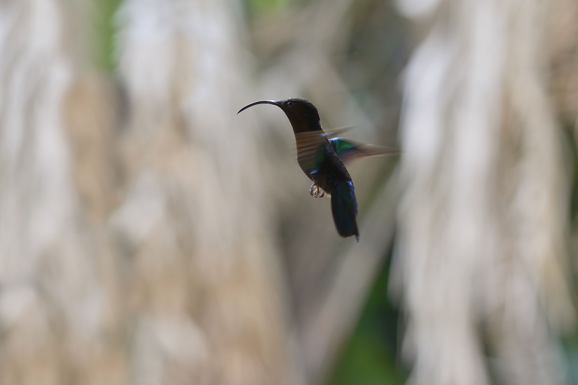 Hummingbird - Martinique 20230319...