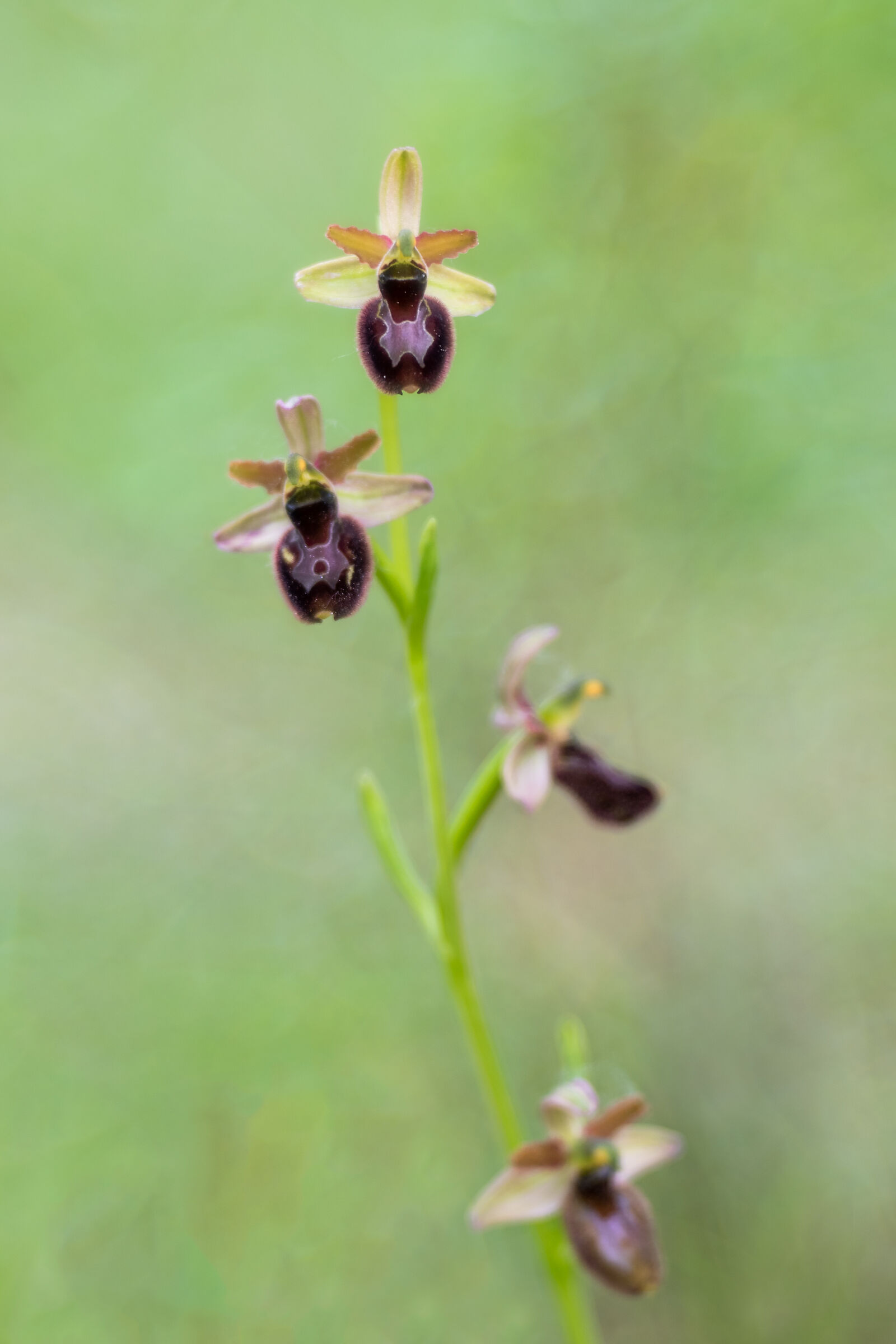 Ophrys x Ginevrae...