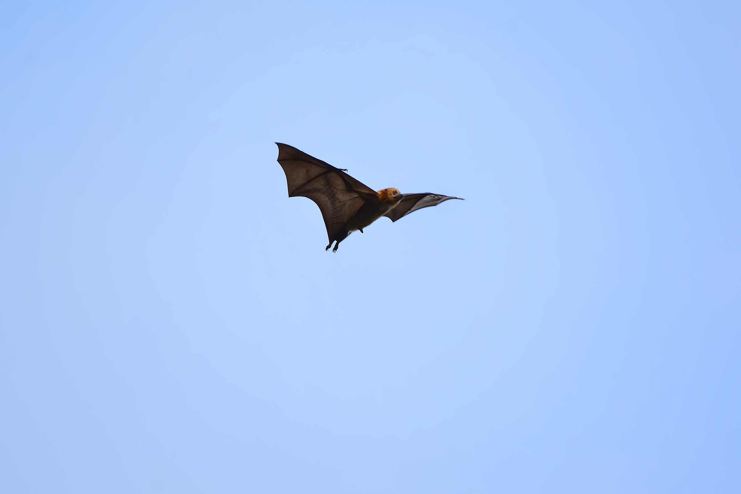 Pipistello gigante - Mauritius 20220615...
