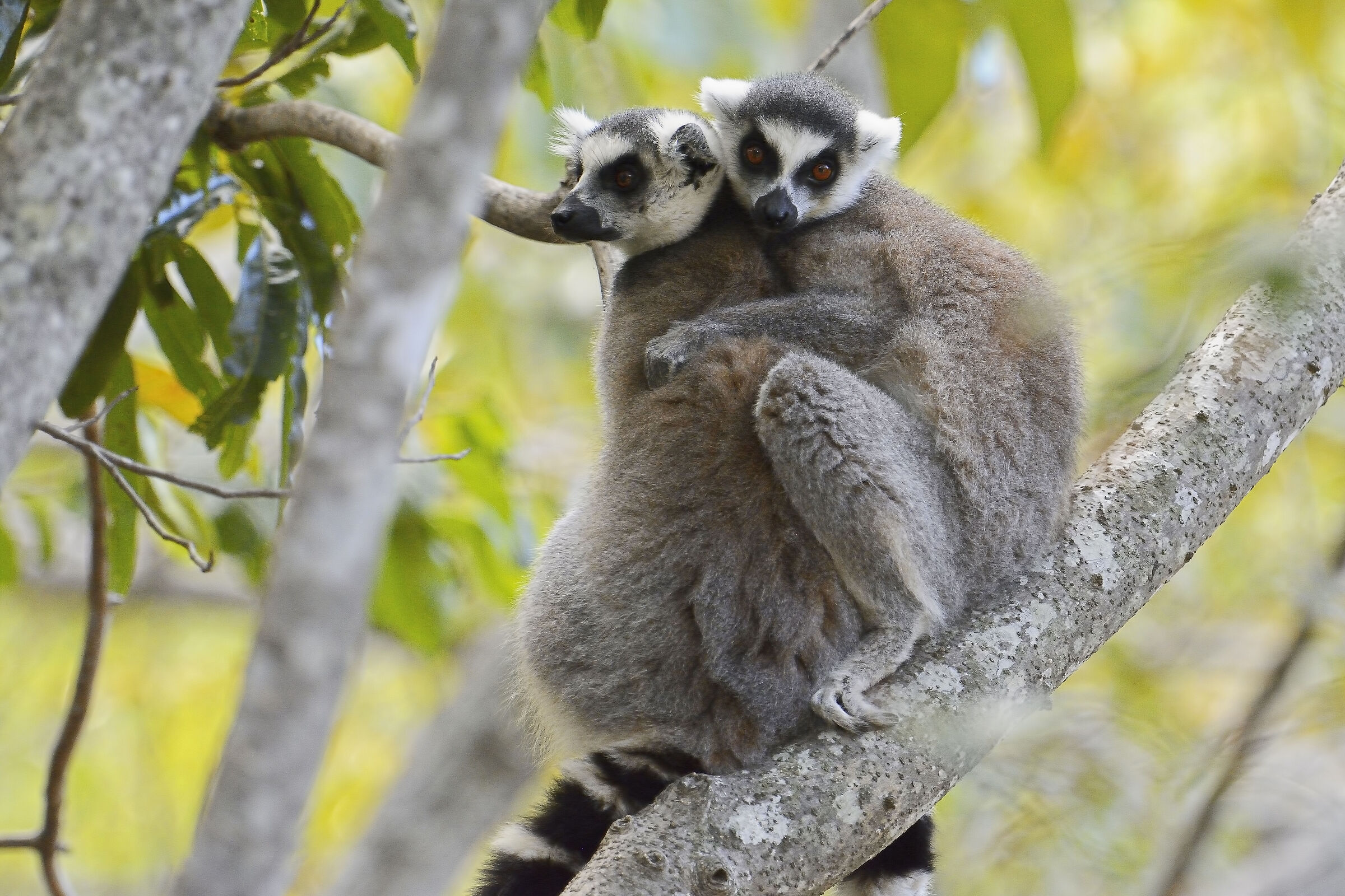 Lemuri dalla coda ad anelli - Madagascar 20220609...