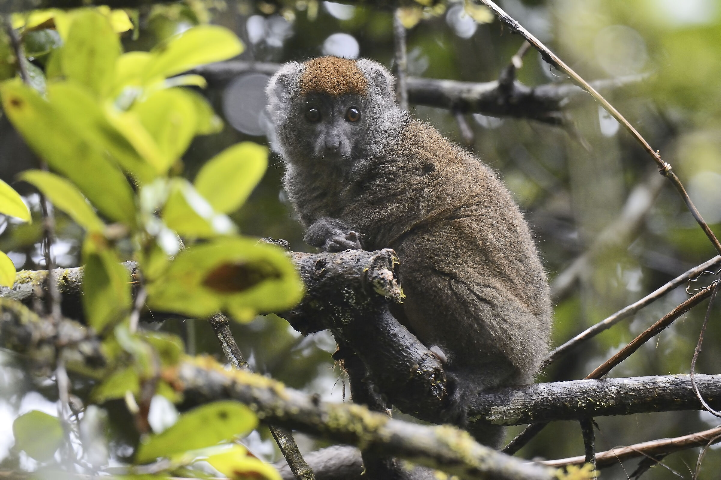 Lemure fronte rossa - Madagascar 202206...
