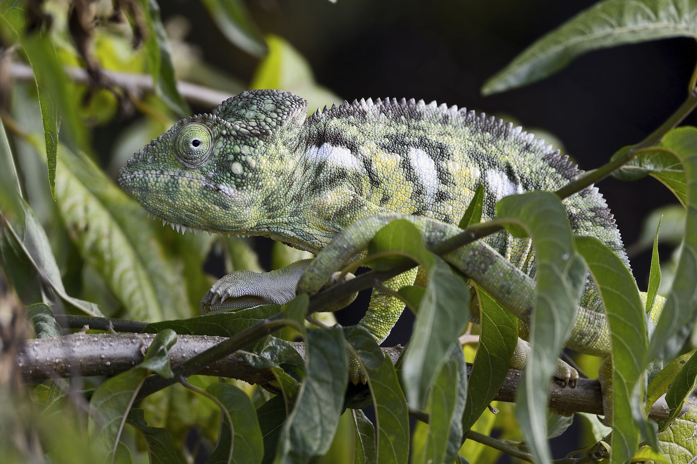 Chameleon from Madagascar 20220609...