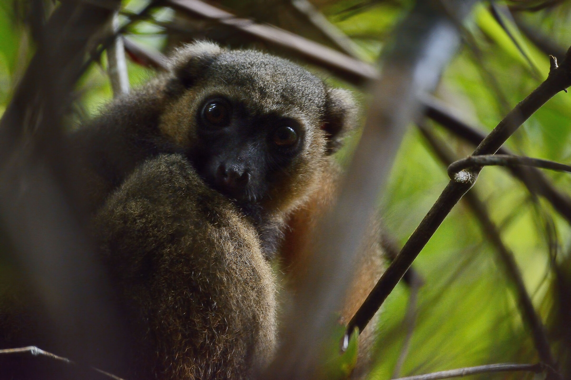 Lemure rosso - Madagascar 20220607...