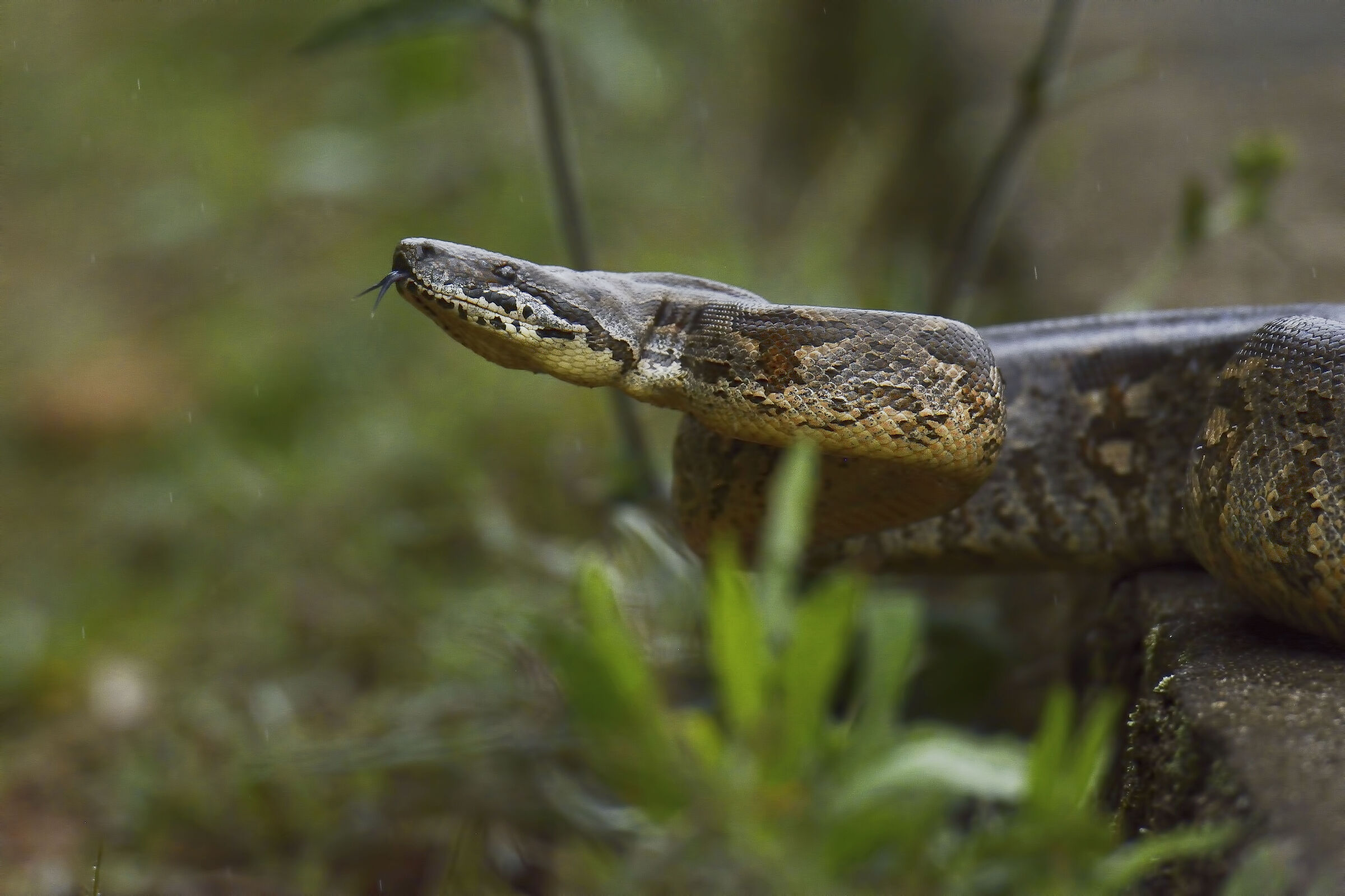 Boa constrictor from Madagascar 20220607...