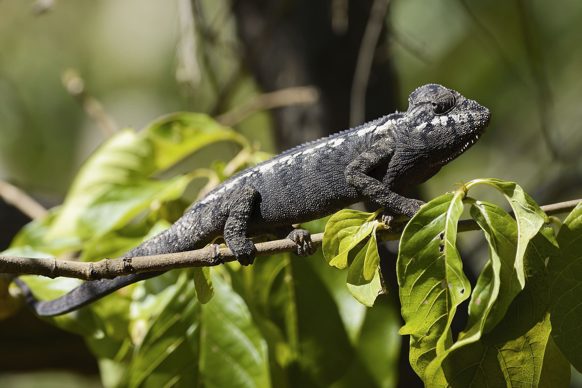 Black Chameleon - Madagascar 20220608...